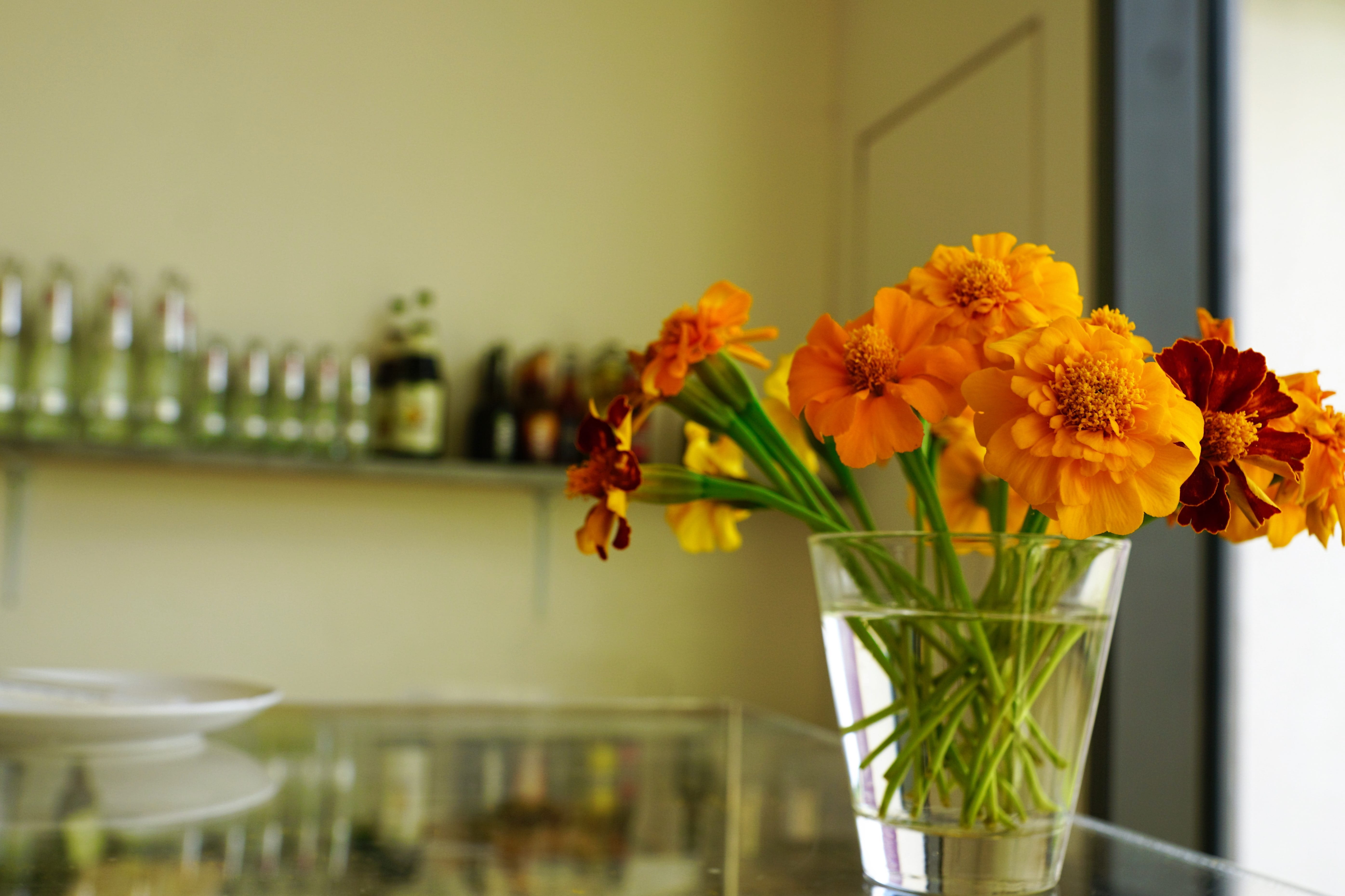 bar, plant, board, coffee, bunch of flowers, nature, indoors, benefit from, cafe, alcohol, shield, alcohol sales, flower, no people, petal, celebrate, marigold, HD Wallpaper