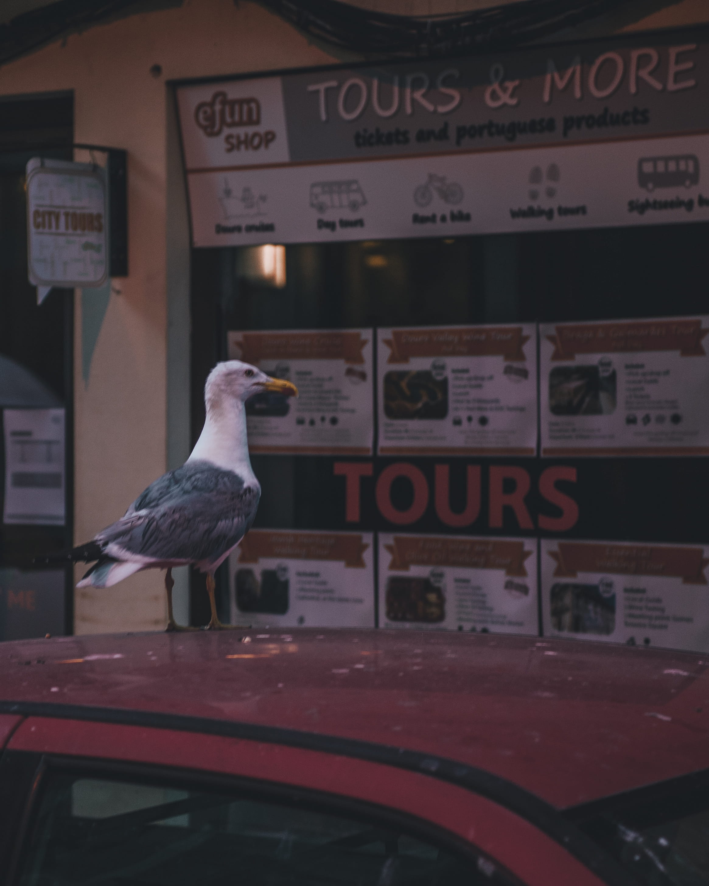 mode of transportation, dove, newsstand, transportation, car, no people, clothing, finch, animals in the wild, communication, animal, animal themes, motor vehicle, Phone HD Wallpaper