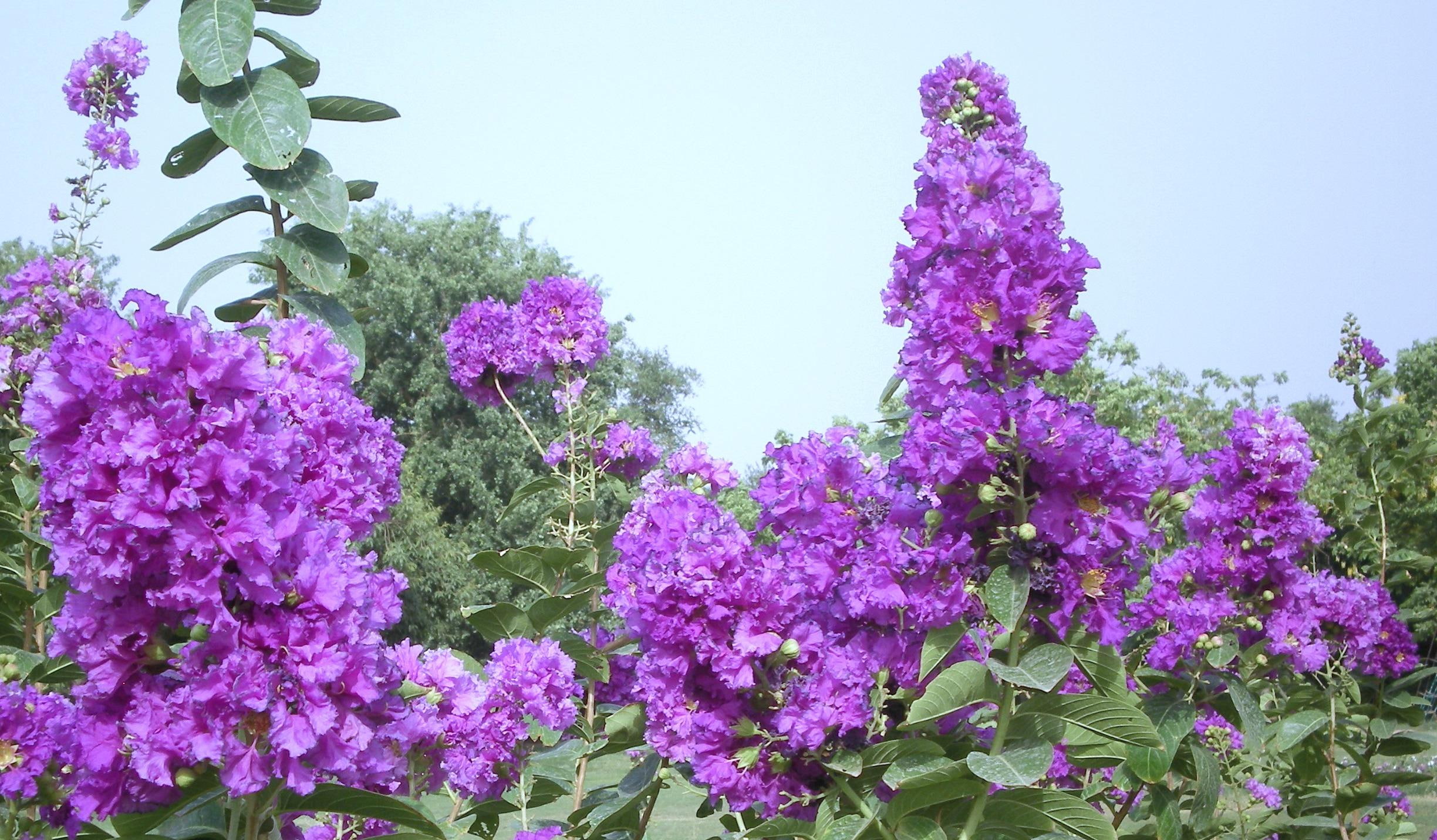 flowers, 1080P, crepe mytle, crepe, mytle, nature, 3d and abstract, mauve, HD Wallpaper