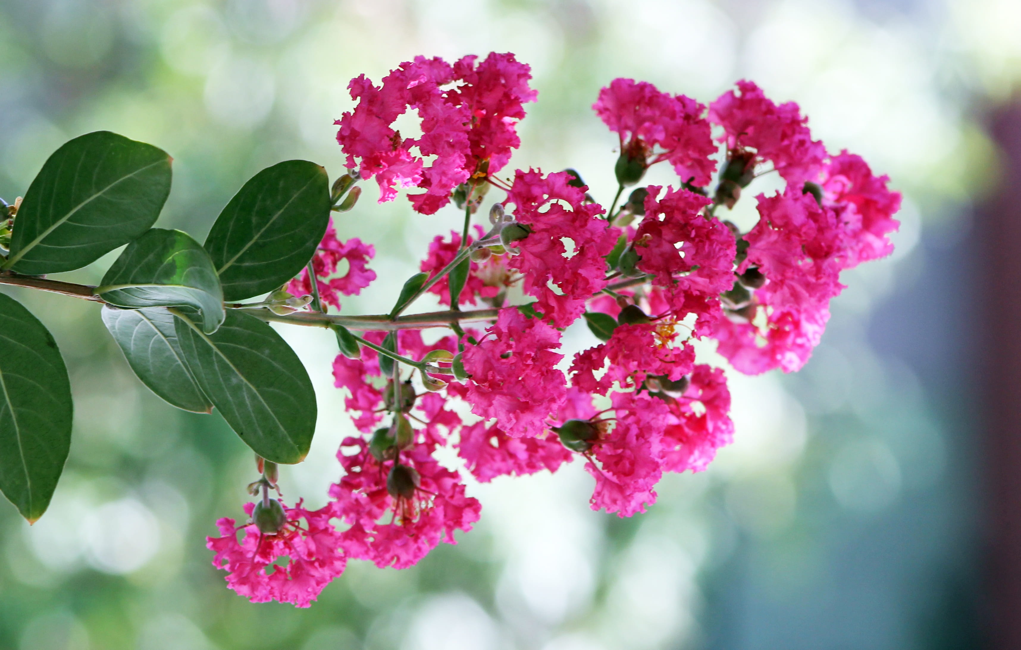 nature, flower, springtime, selective focus, day, close-up, 2K, beauty in nature, crepe myrtle, vulnerability, fragility, garden, outdoors, growth, pink color, HD Wallpaper