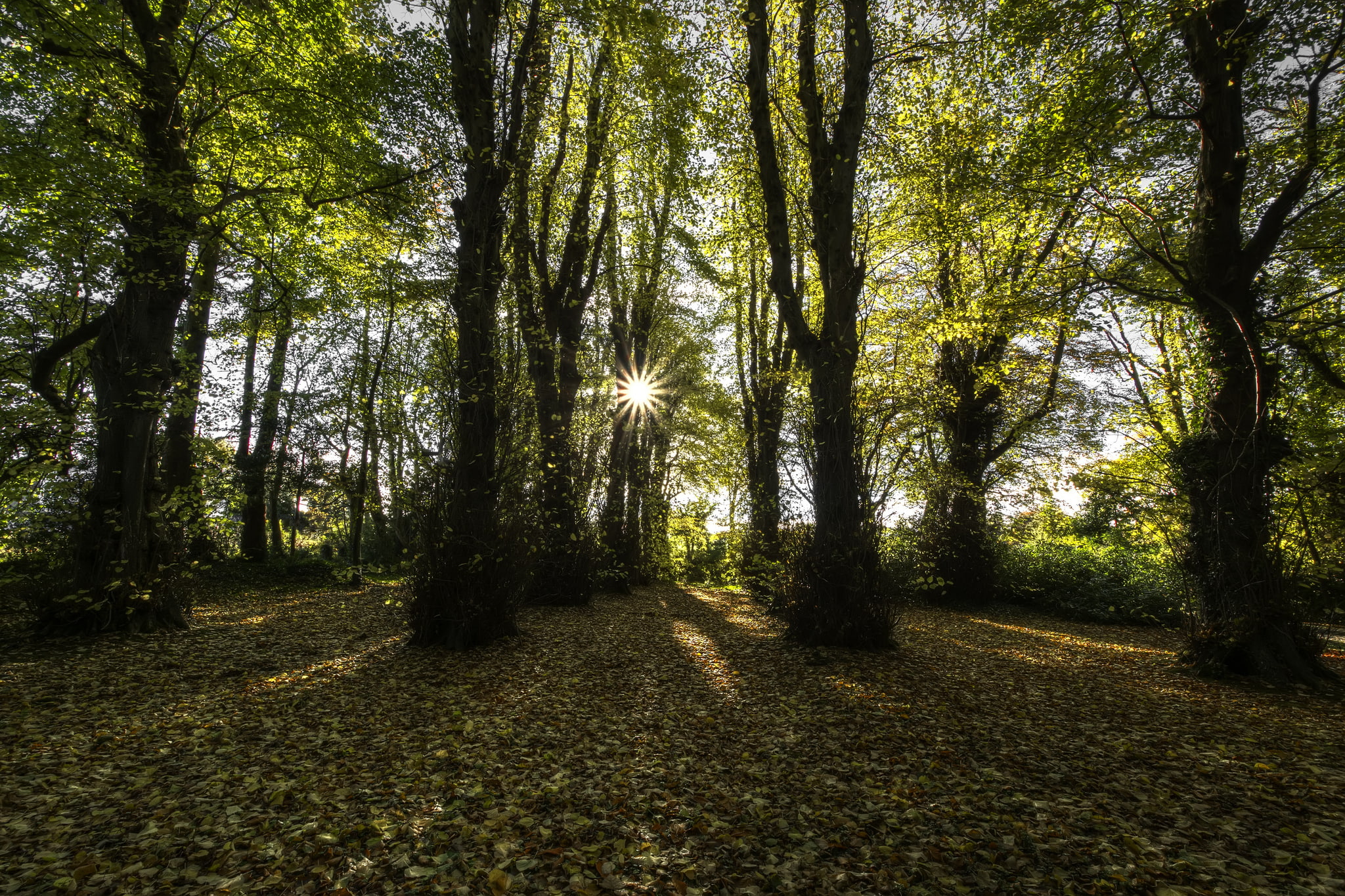 rays, the sun, Northern Ireland, autumn, 1080P, County Londonderry, beech forest, HD Wallpaper