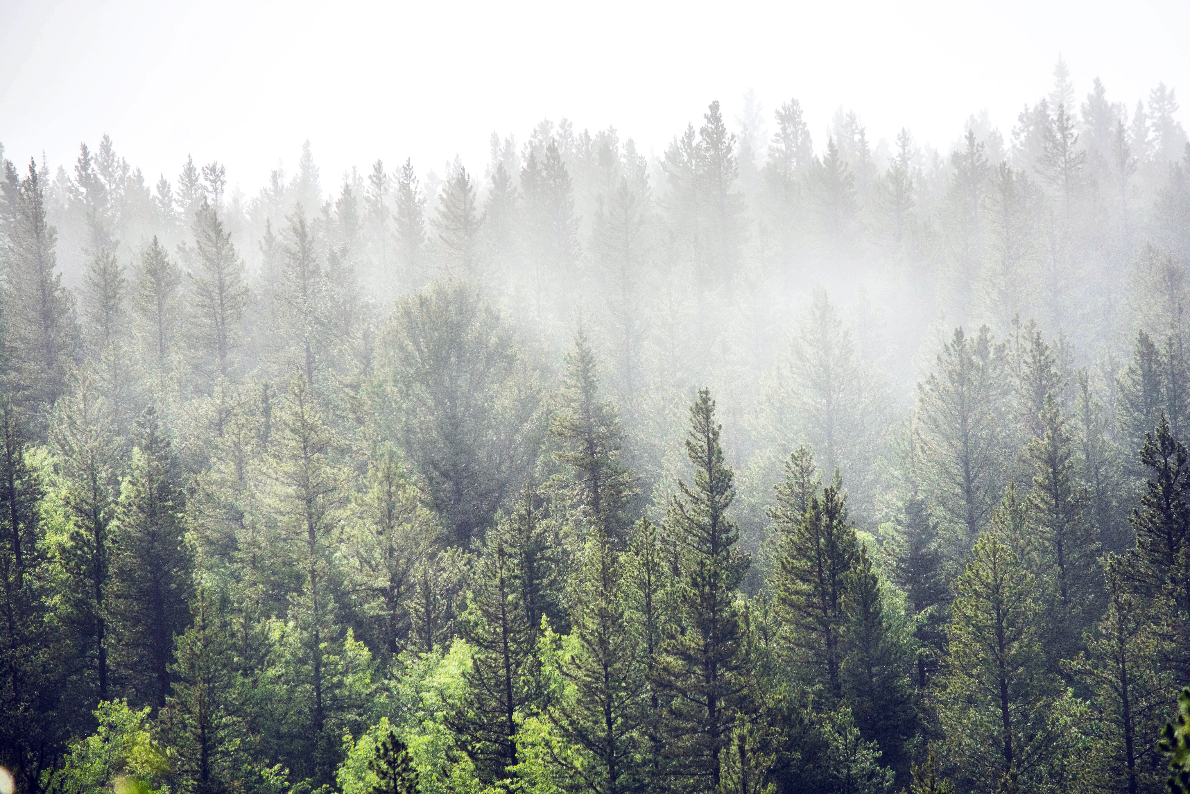 forest, day, tree, steamboat, fort collins, pine tree, united states, scenics - nature, land, clouds, outdoors, plant, coniferous tree, explore, no people, HD Wallpaper