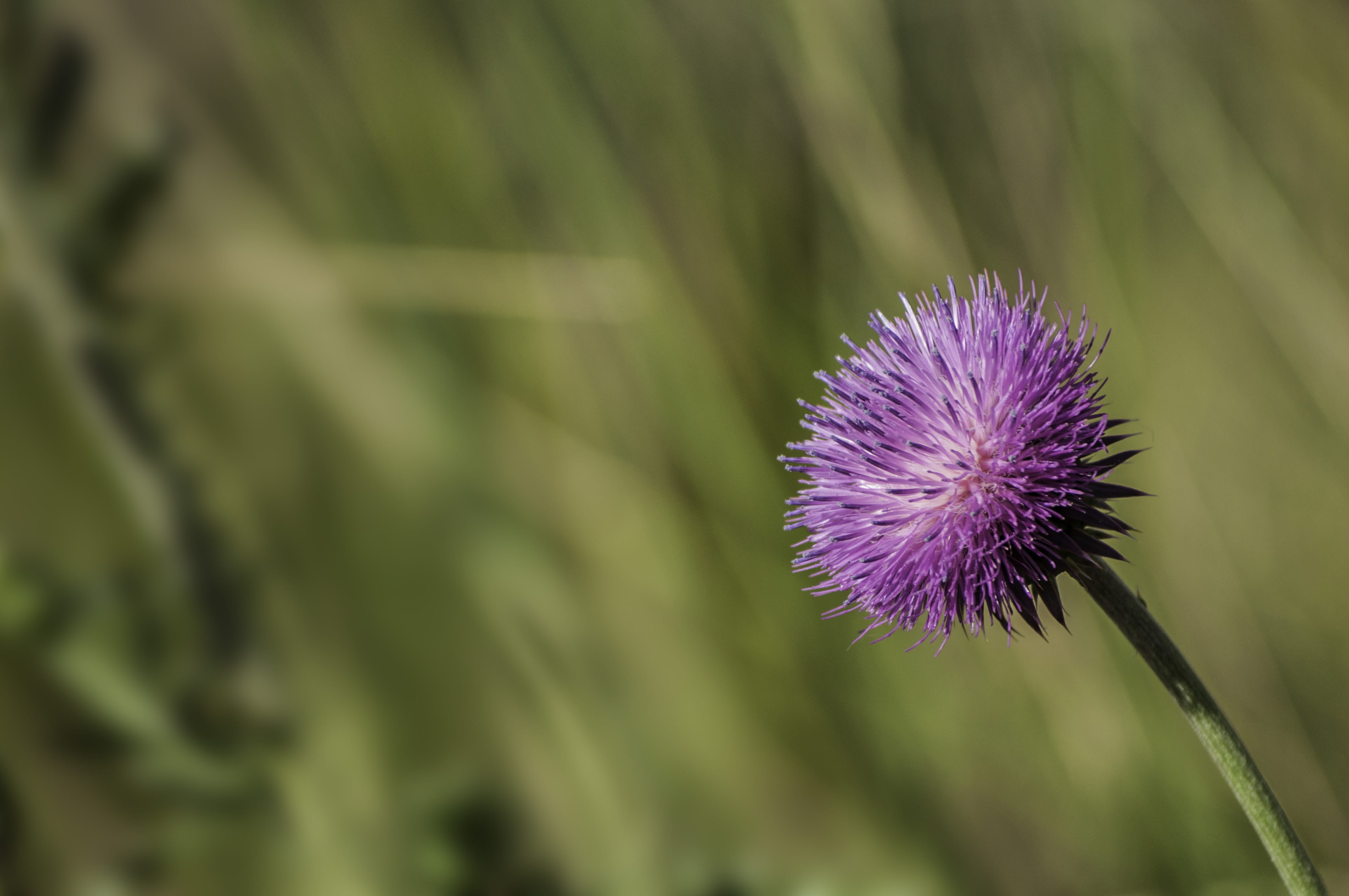 close-up, petal, flower head, outdoors, day, fragility, growth, purple, fort collins, 4K, inflorescence, boxelder ditch, focus on foreground, freshness, HD Wallpaper