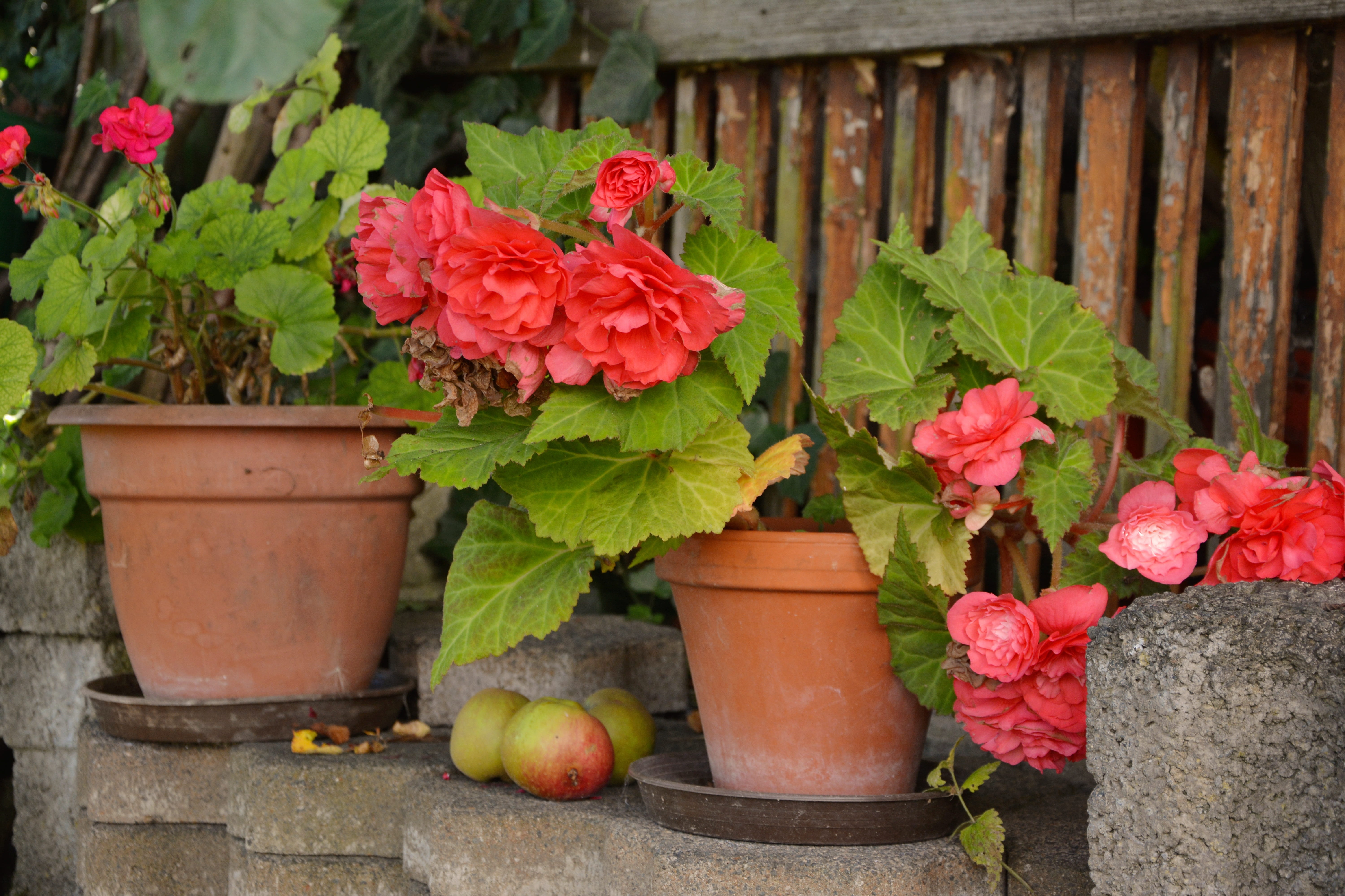 petaled, day, garden, wall, nature, begonias, plant, flowers, beauty in nature, vulnerability, plant part, flower, no people, outdoors, green color, idyllic garden, HD Wallpaper