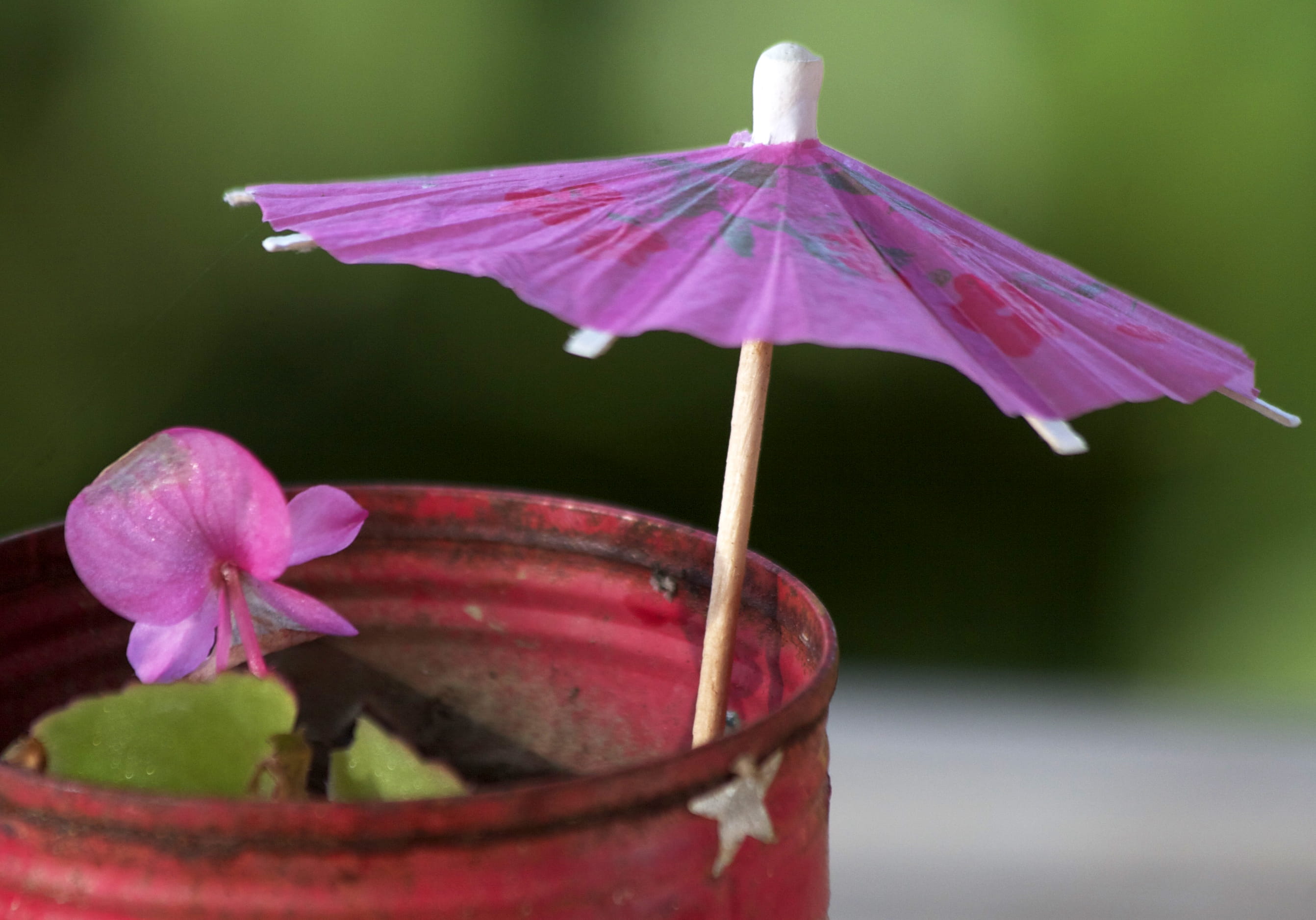 pot plant, pink color, rain, 2K, day, nature, no people, close-up, flowering plant, umbrella, beauty in nature, purple, begonia, plant, vulnerability, HD Wallpaper