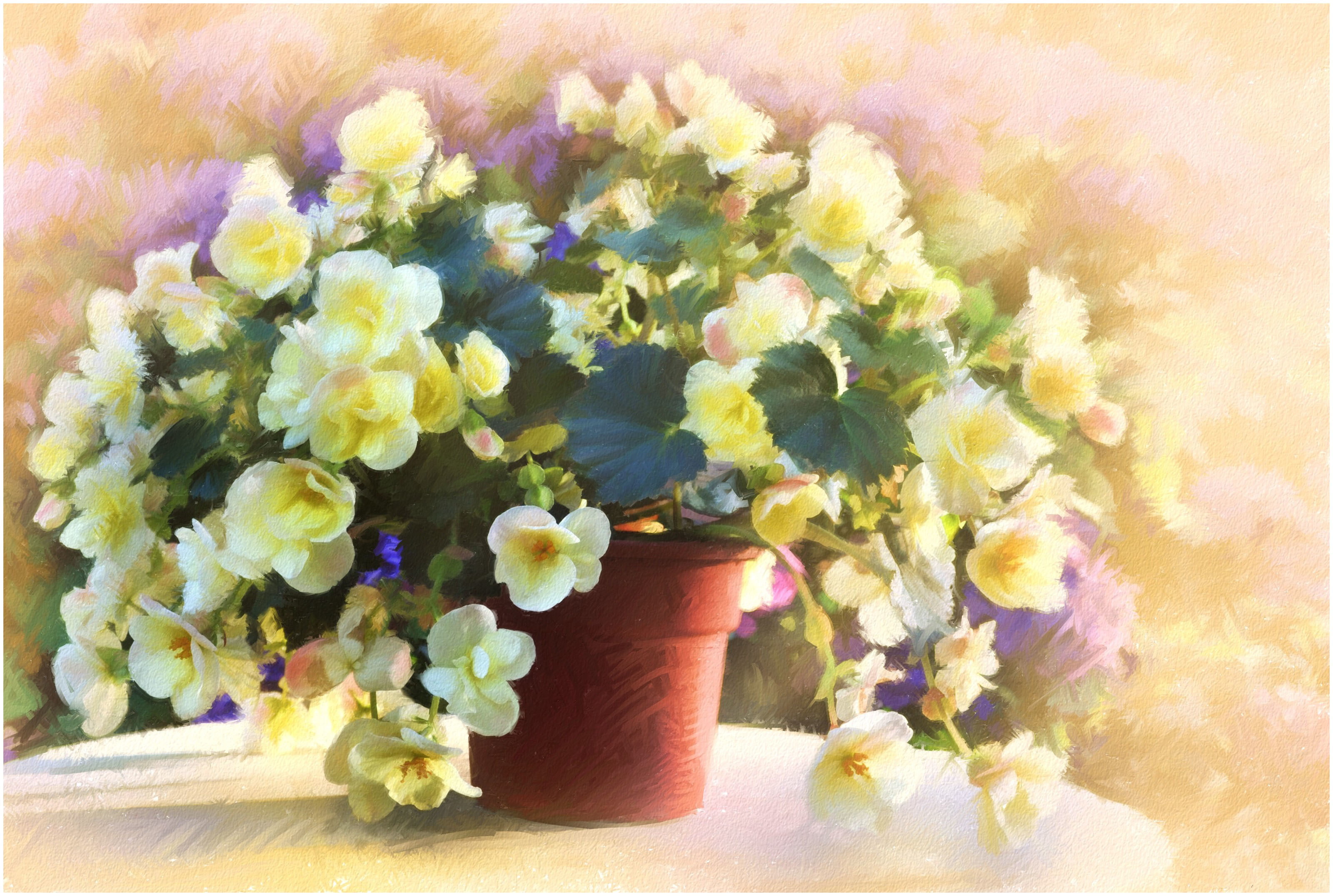 flower, freshness, nature, begonias, multi colored, inflorescence, beauty in nature, flower head, fragility, arrangement, indoors, day, yellow, purple, HD Wallpaper