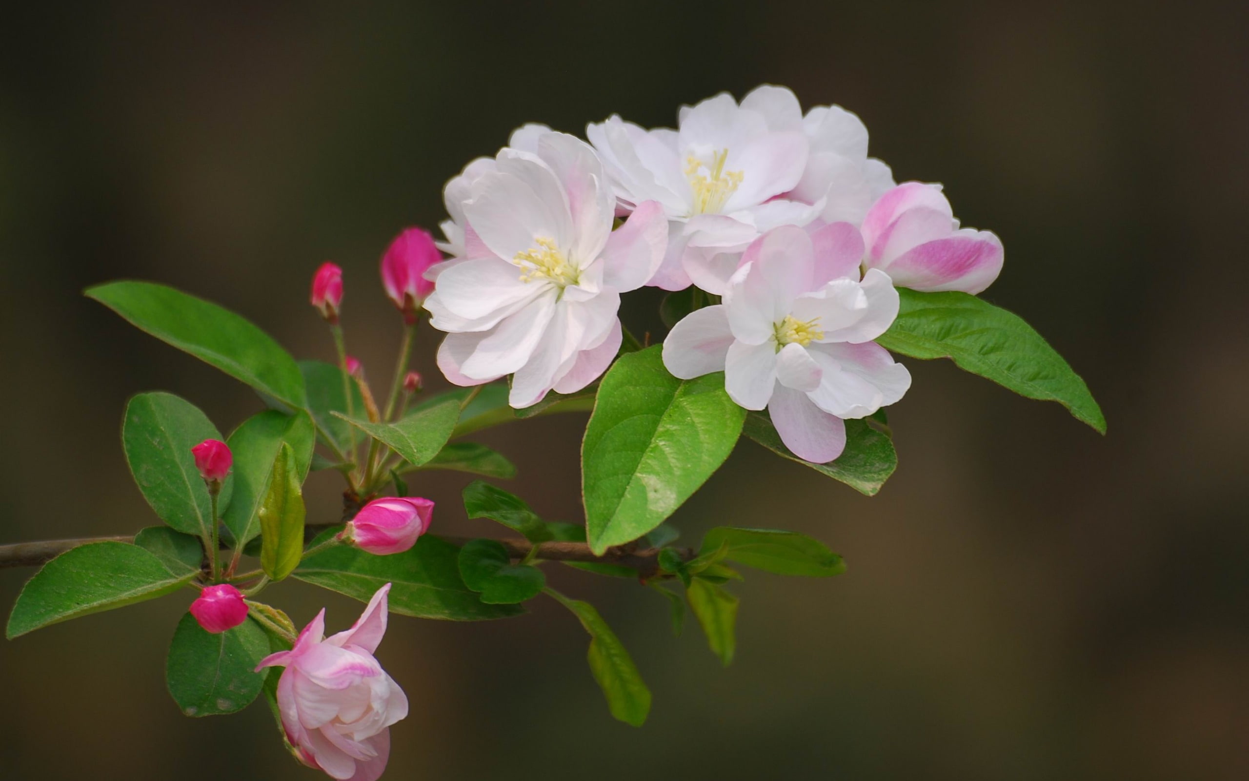 purple, leaf, petal, white, inflorescence, widescreen, flower head, nature, springtime, plant, botany, pollen, flowering plant, no people, flowers, HD Wallpaper