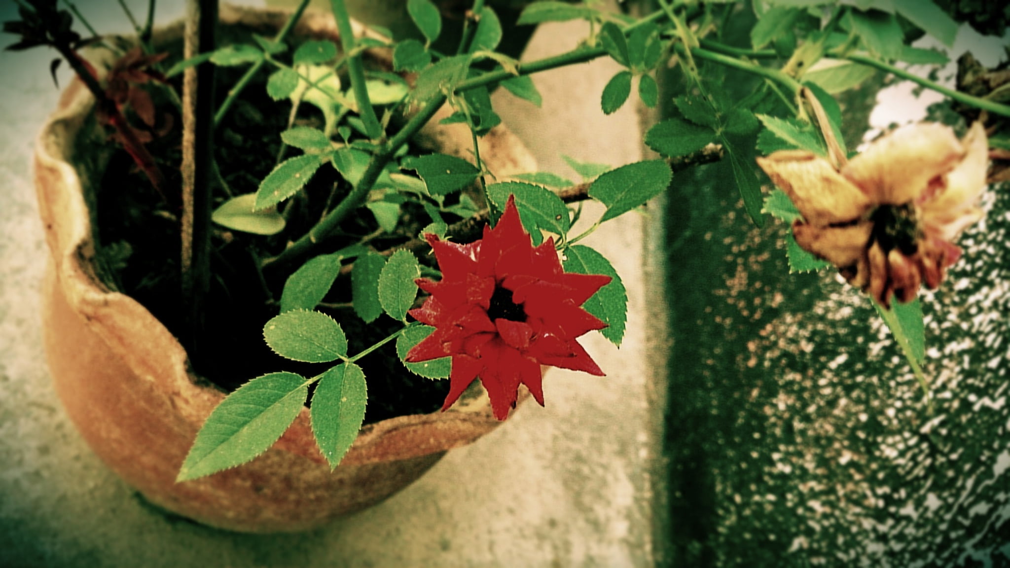 beauty in nature, rose, flowers, plant part, green color, 1080P, flower, nature, leaves, plant, day, flowering plant, high angle view, leaf, clay, begonia, HD Wallpaper