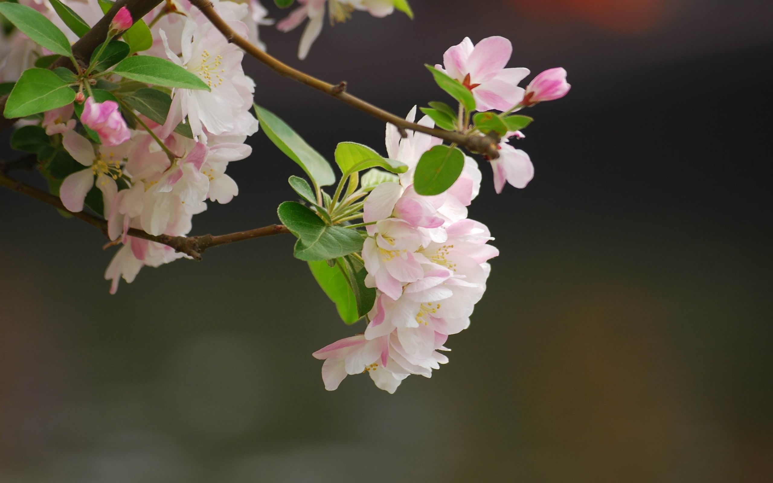 focus on foreground, white, pollen, 2K, blossoms, close-up, pink color, blossom, flower head, growth, freshness, widescreen, spring, flowering plant, HD Wallpaper