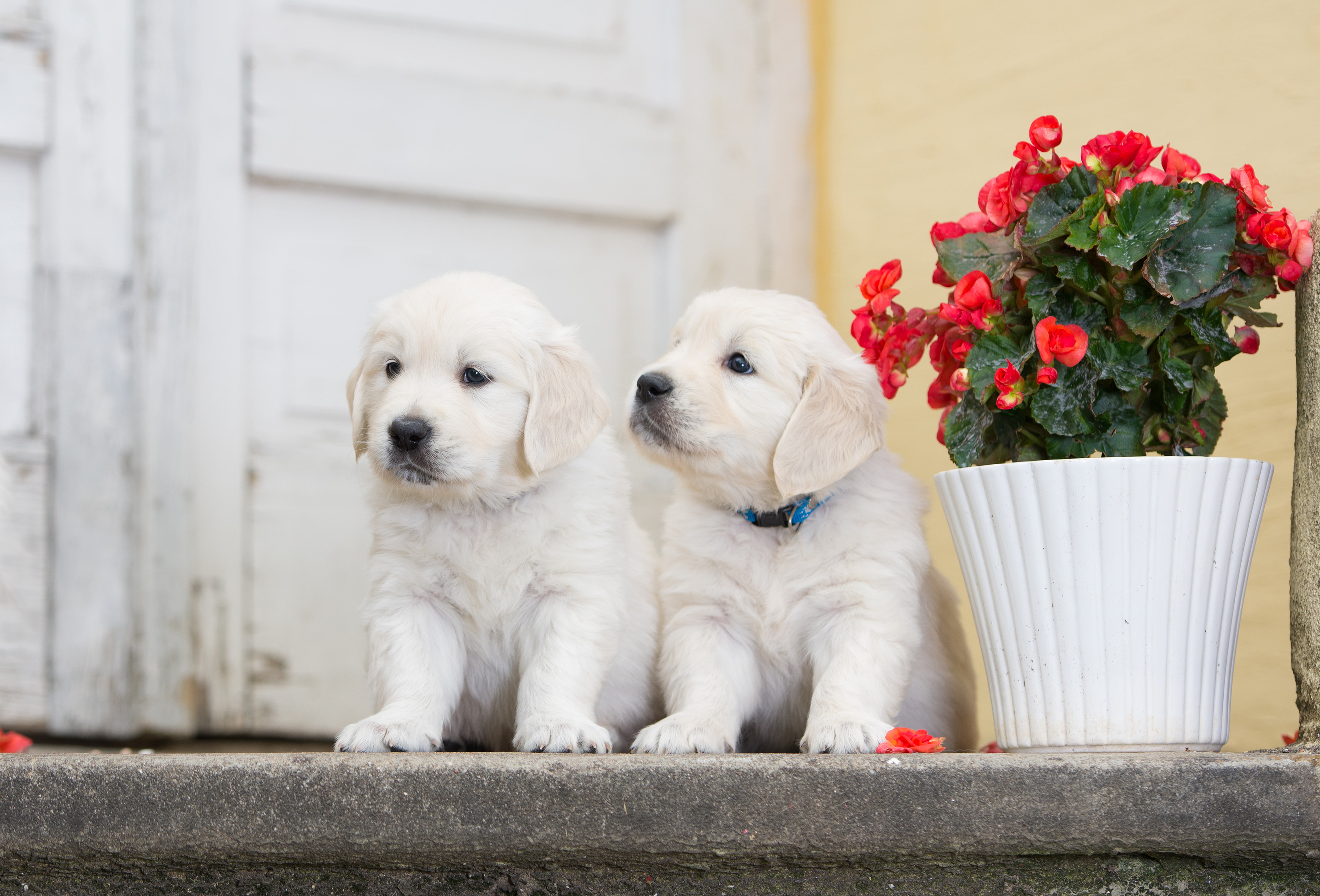 5K, twins, dogs, puppies, begonia, flower, a couple, HD Wallpaper