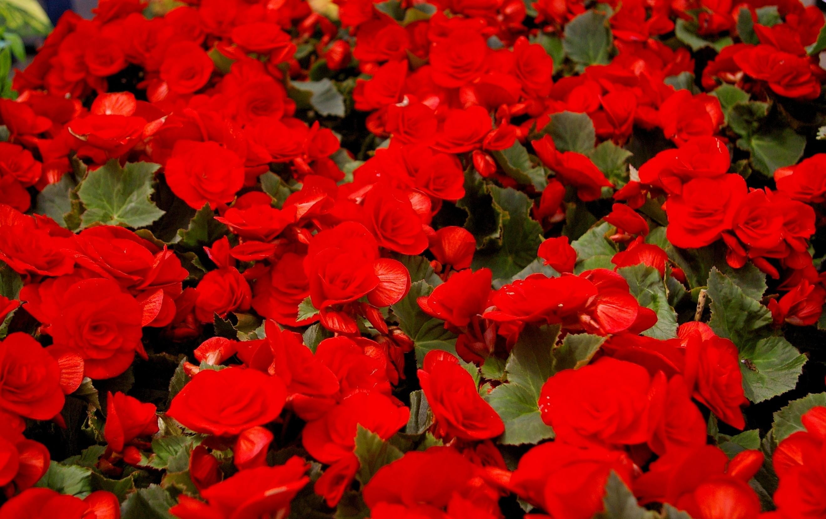 flower Head, leaf, freshness, abundance, outdoors, color Image, petal, flowerbed, blossom, plant, springtime, nature, colors, day, flower, red, high angle view, HD Wallpaper