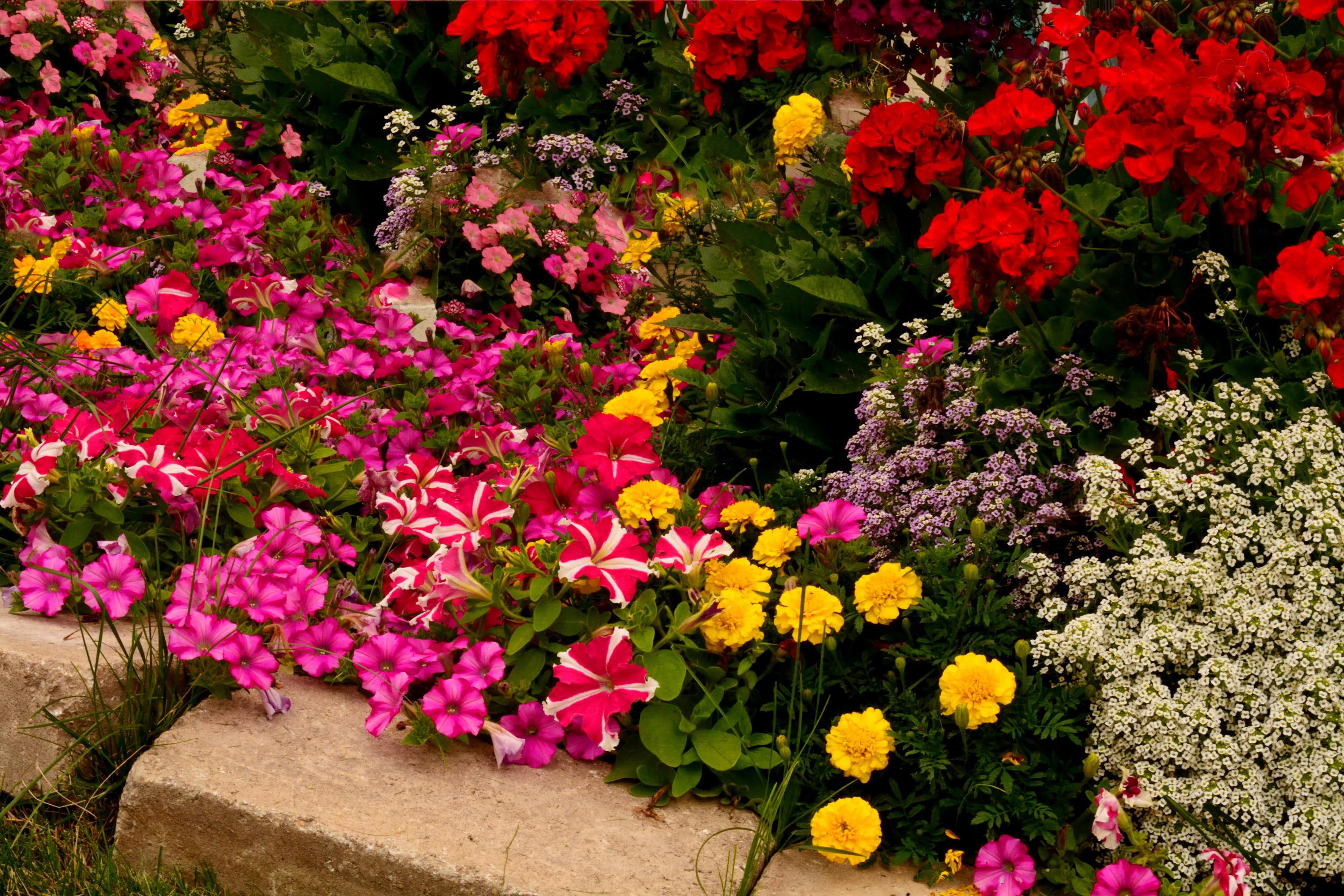 assorted, tagetes, 2K, many, petunia, begonia, flowers, HD Wallpaper