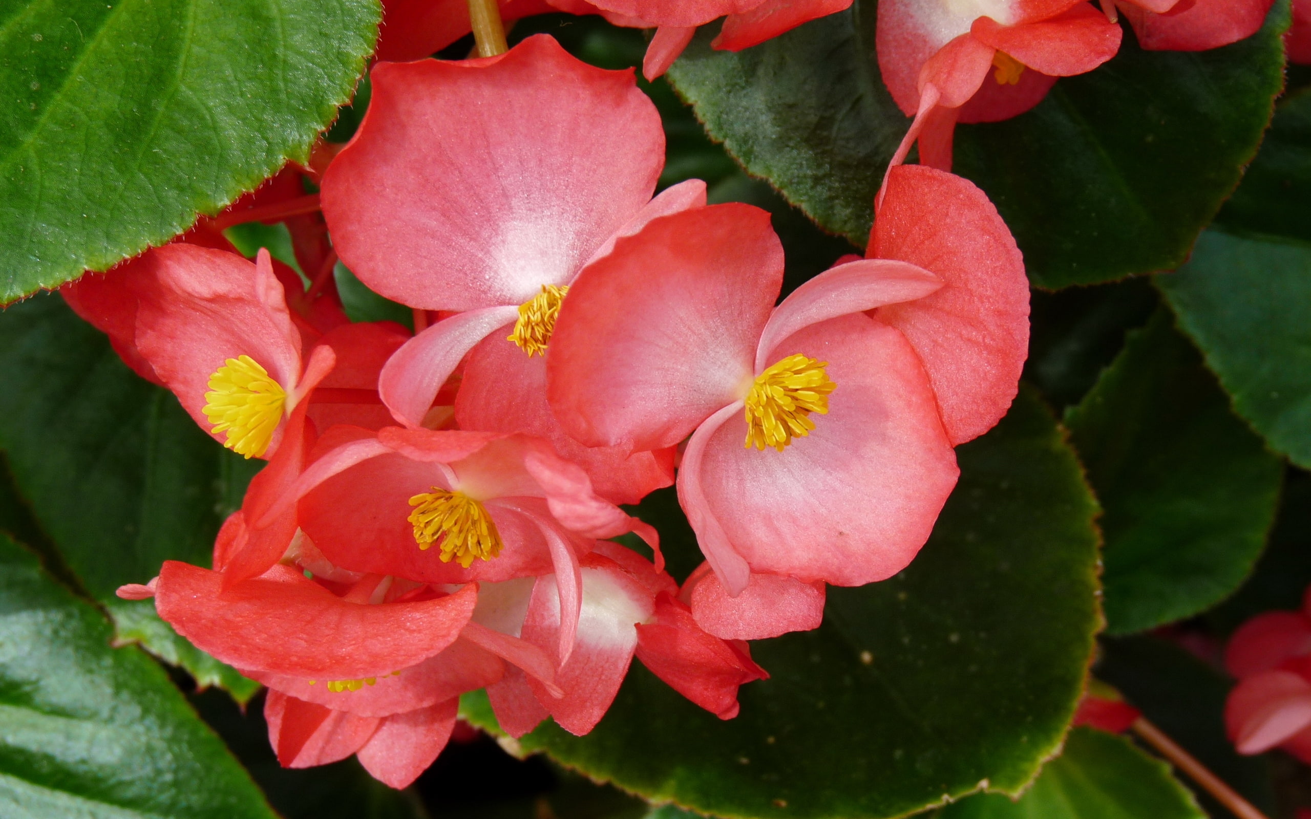 begonia, flowers, white, 2K,, HD Wallpaper