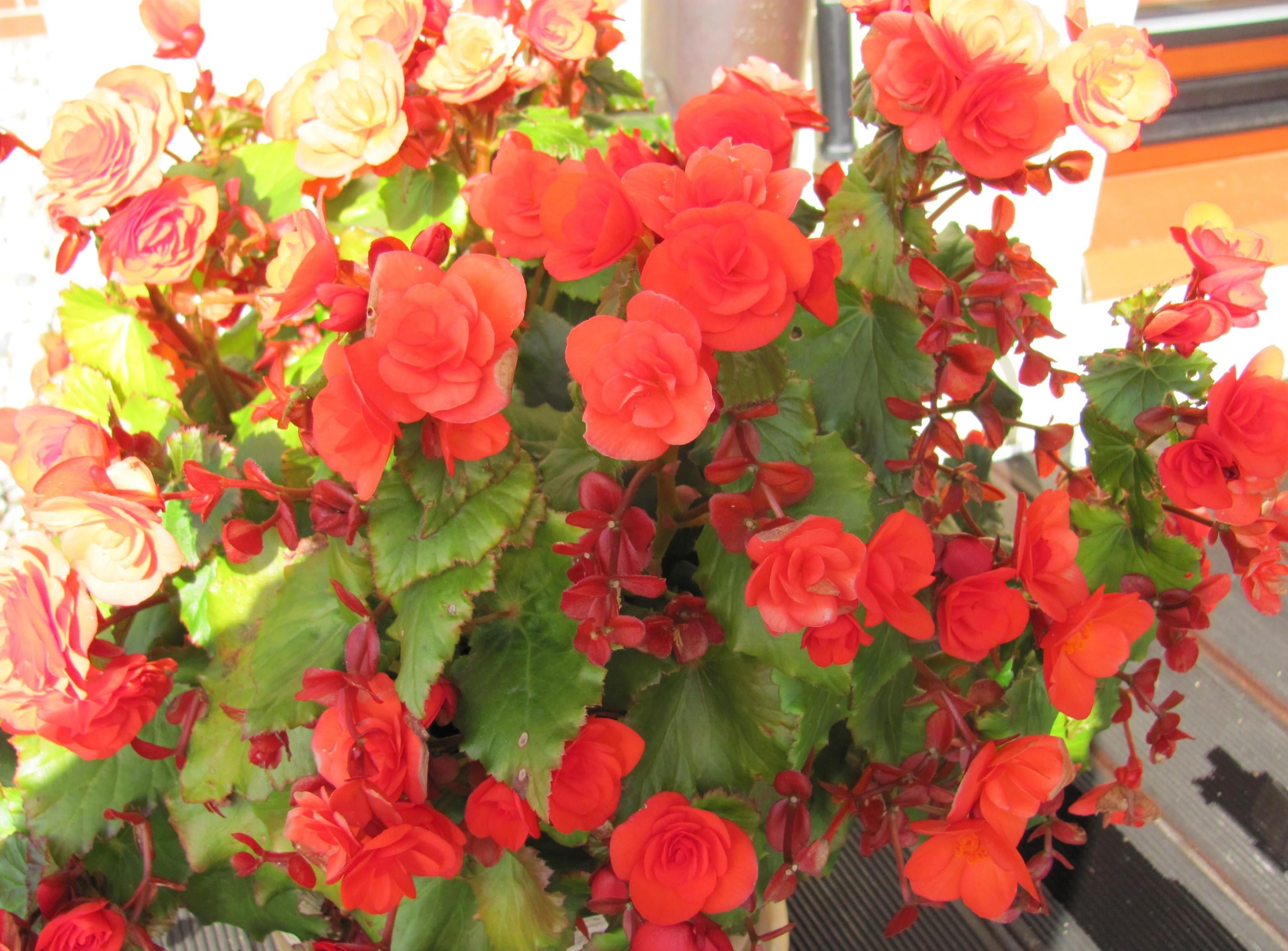 high angle view, growth, fragility, romance, flowering plant, decoration, orange Color, celebration, close-up, color Image, green, springtime, begonia, HD Wallpaper