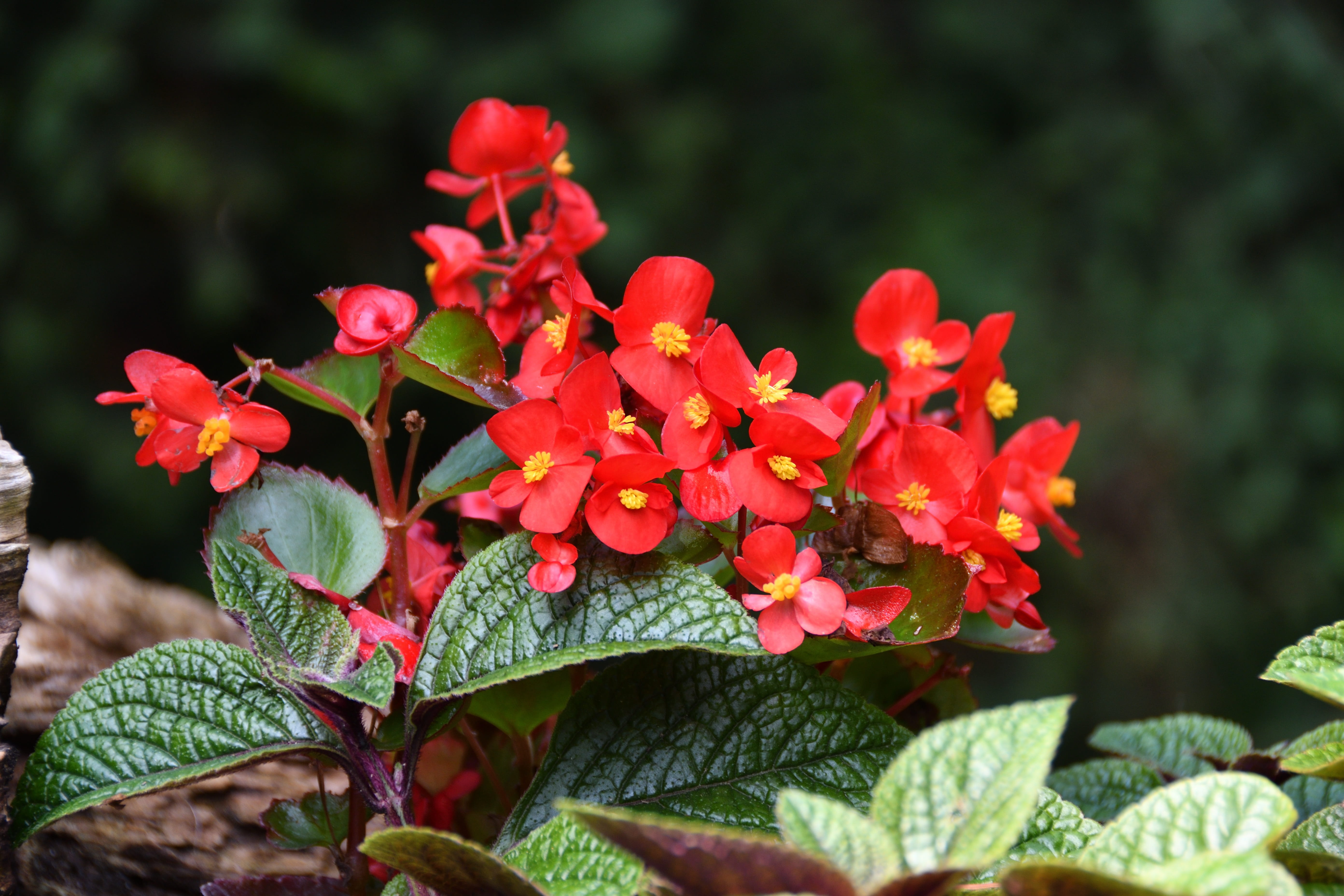 blooms, flower head, vulnerability, floral, flowers, growth, close-up, fragility, live, flowering plant, red, inflorescence, macro, garden, outdoors, beauty in nature, HD Wallpaper