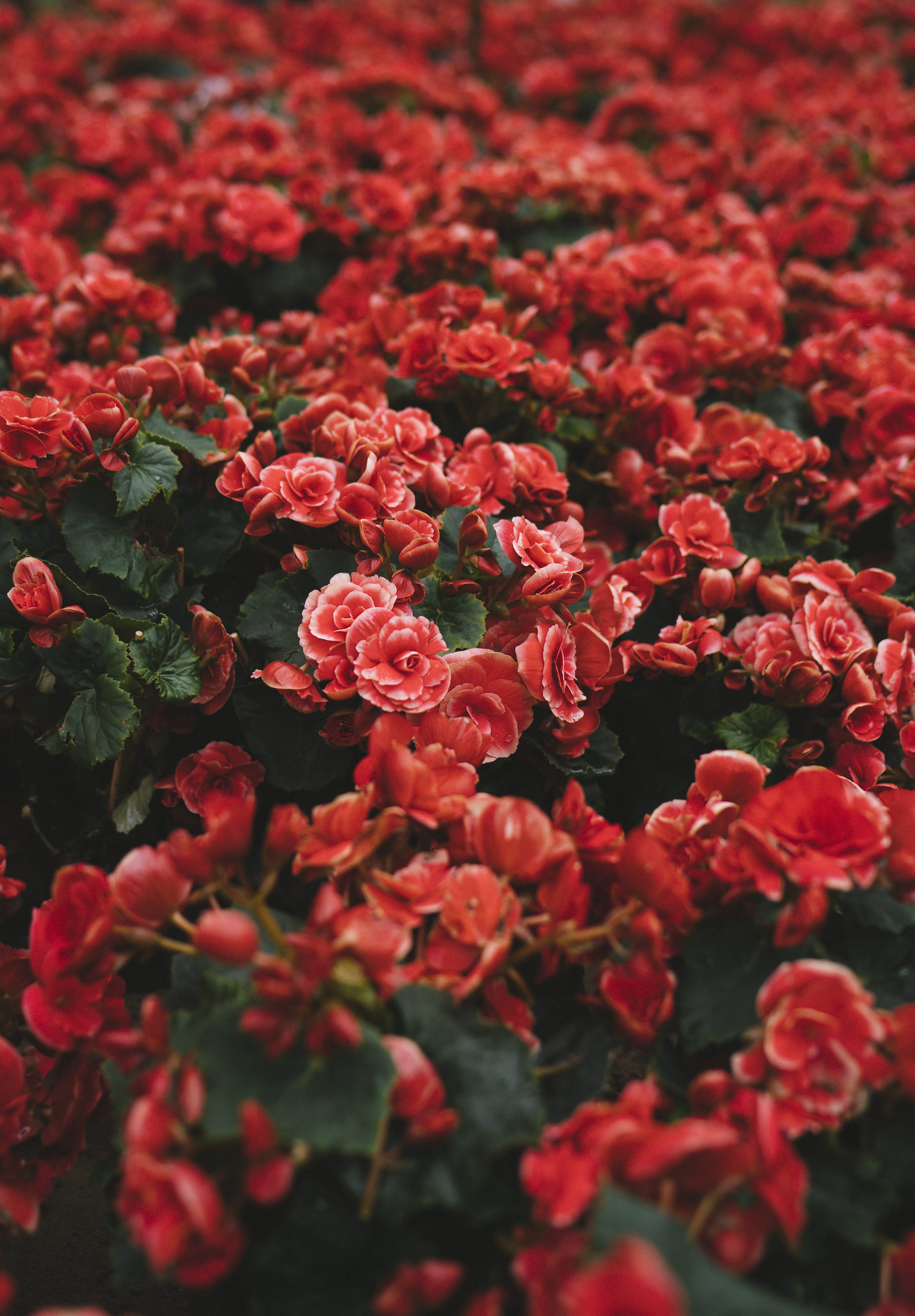 bloom, growth, close-up, shrub, springtime, begonia, nature, bunch of flowers, flowering plant, backgrounds, selective focus, 5K, outdoors, close, no people, Phone HD Wallpaper