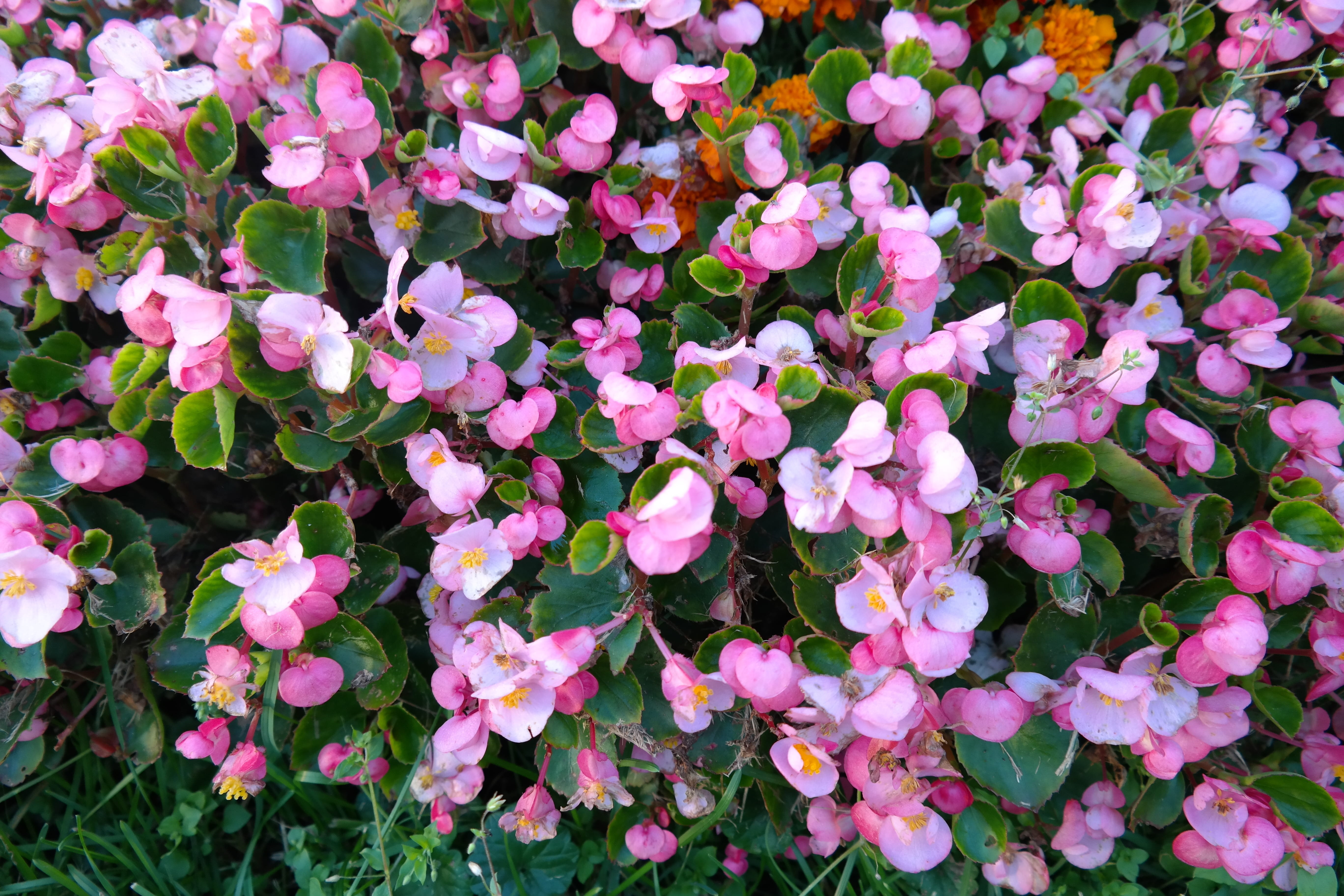 petal, flower, outdoors, fragility, inflorescence, plant, nature, Begonias, begonia, Ice, flowering plant, colorful, bedding begonias, Flora, purple, day, HD Wallpaper