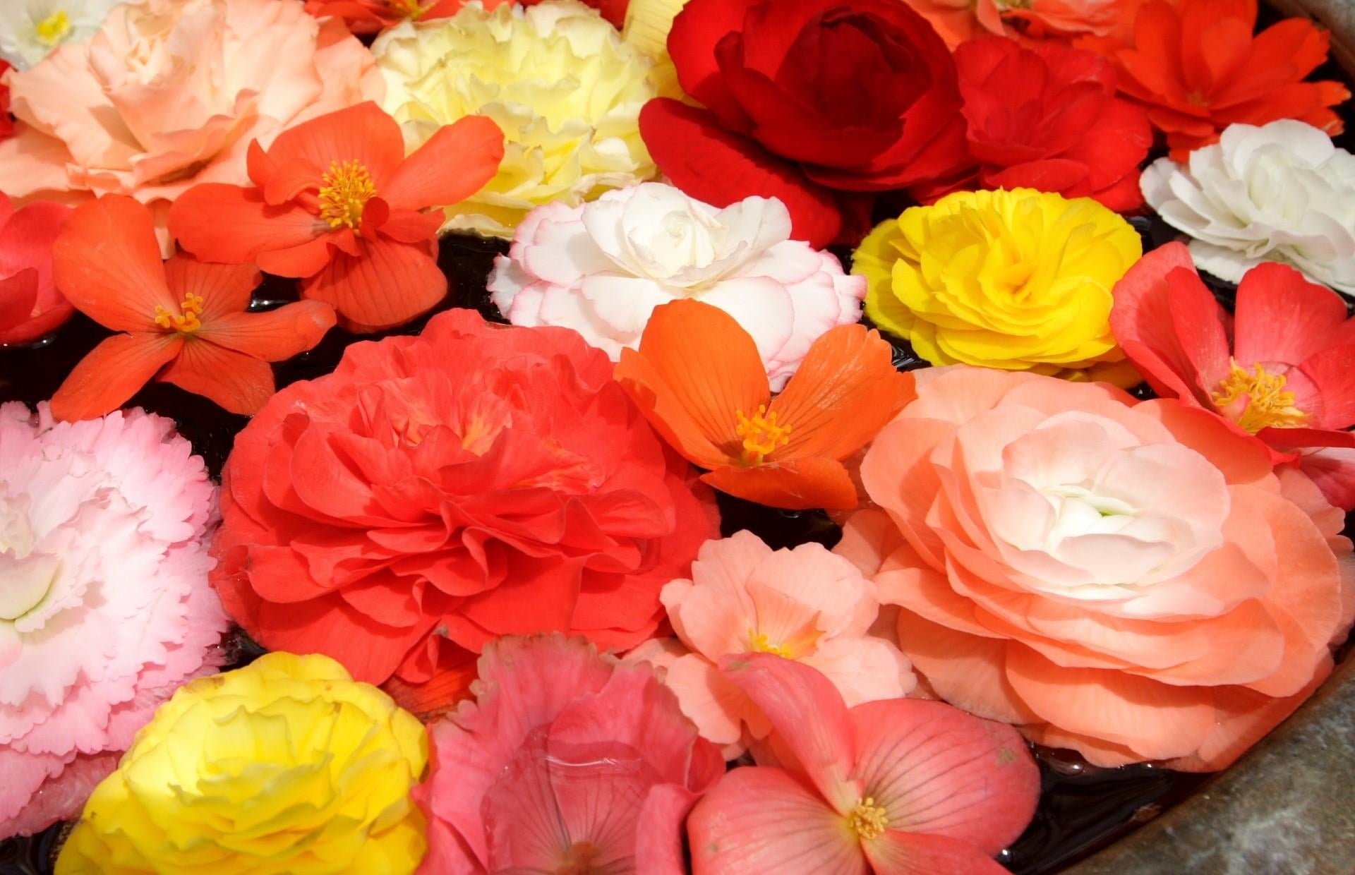 bunch of flowers, flowering plant, flower Head, arrangement, inflorescence, assorted, bouquet, fragility, vulnerability, flowers, orange Color, begonias, HD Wallpaper