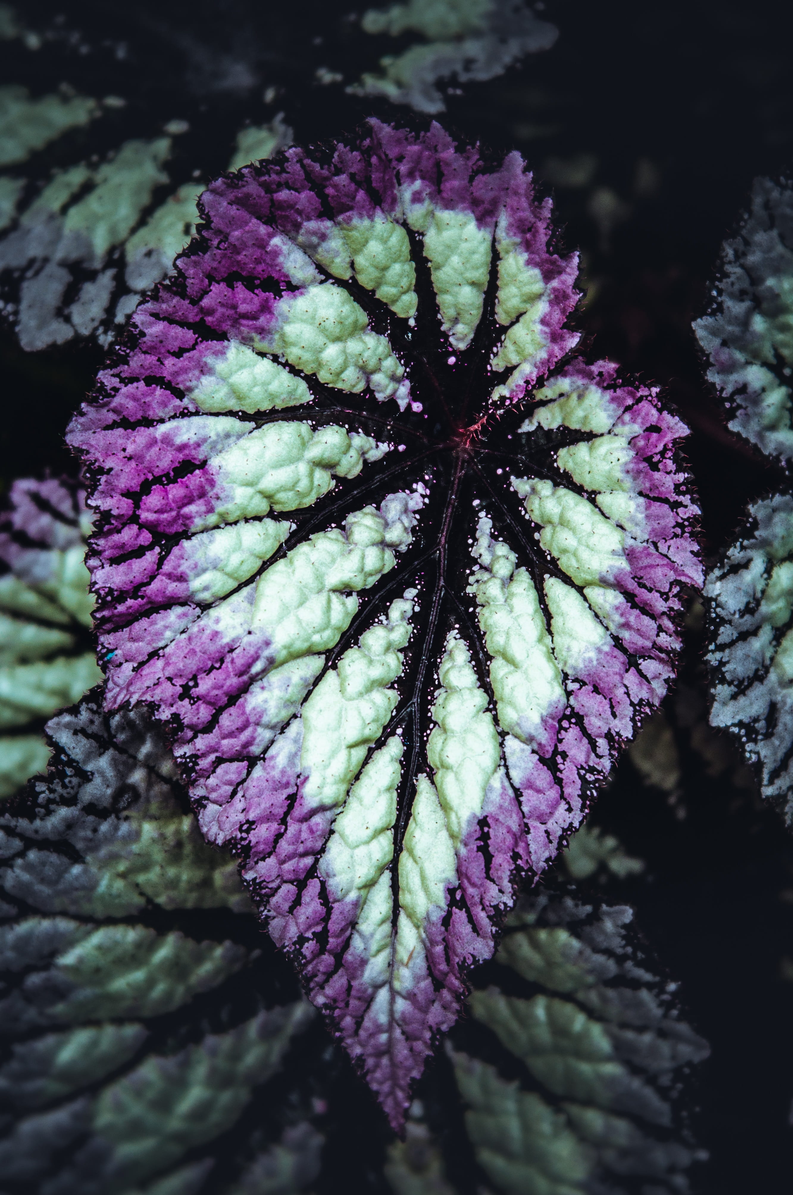 day, tropical plant, leaf, freshness, outdoors, houseplant, petal, begonia, flowering plant, growth, plant, close-up, purple, pink, no people, vulnerability, Phone HD Wallpaper