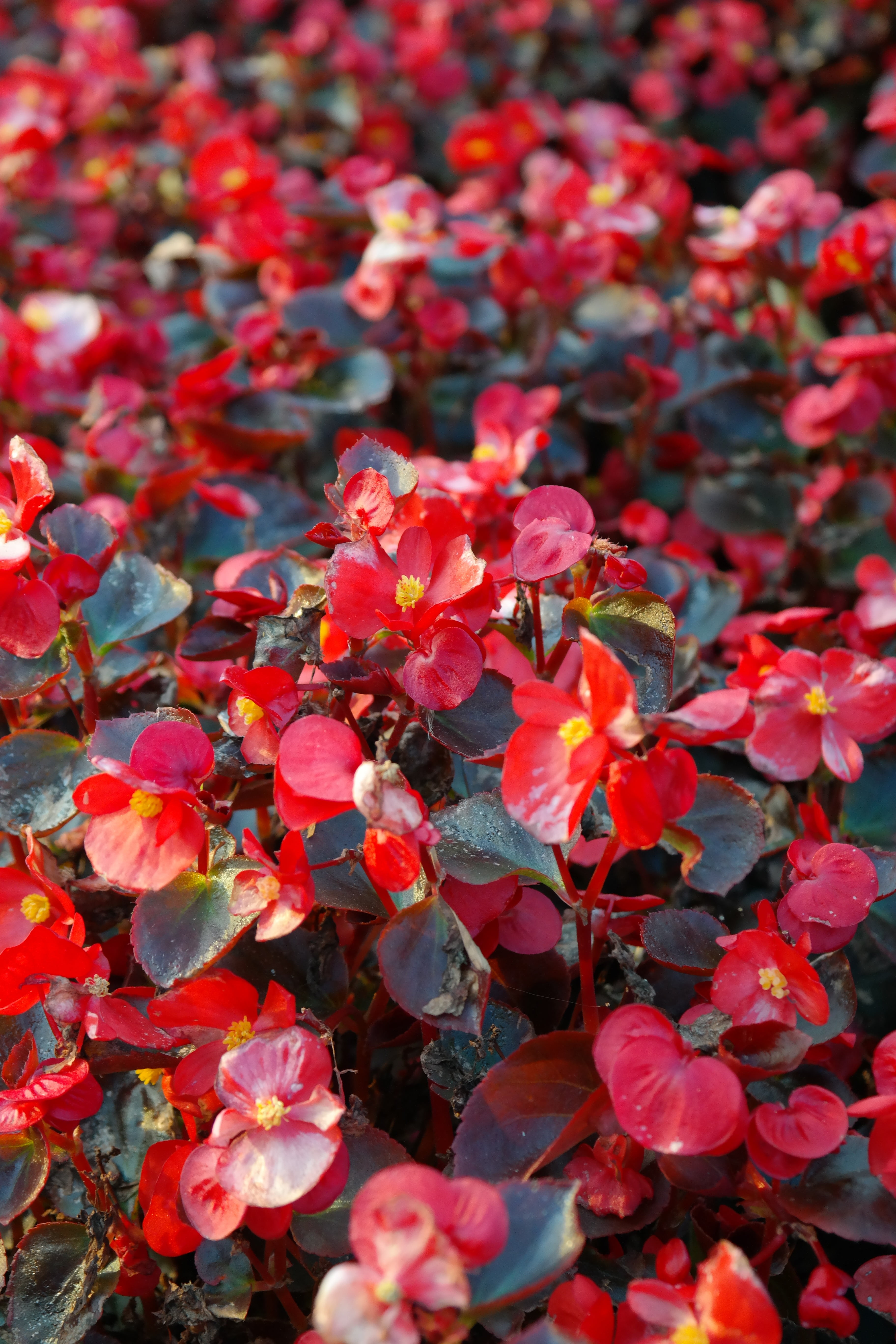 bedding begonias, bright, balcony plant, nature, semperflorens begonias, red, bunch of flowers, plant, flowering plant, begonia, petal, 5K, ocimum begonia, Phone HD Wallpaper