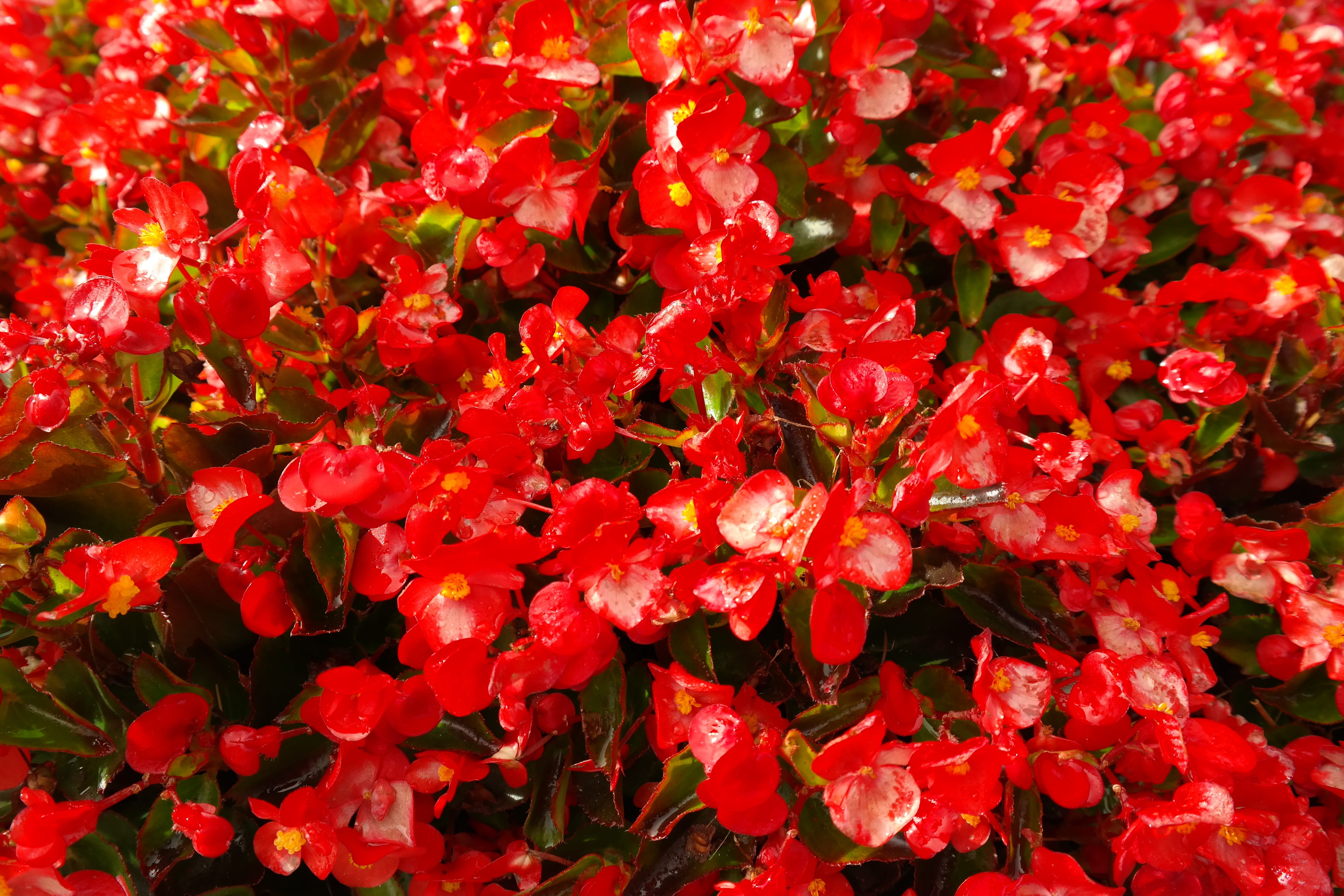 Ice, bedding plant, ice begonias, freshness, eyes of god, beauty in nature, flower, cherry red, colorful, abundance, bright, red, backgrounds, 5K, bedding begonias, HD Wallpaper