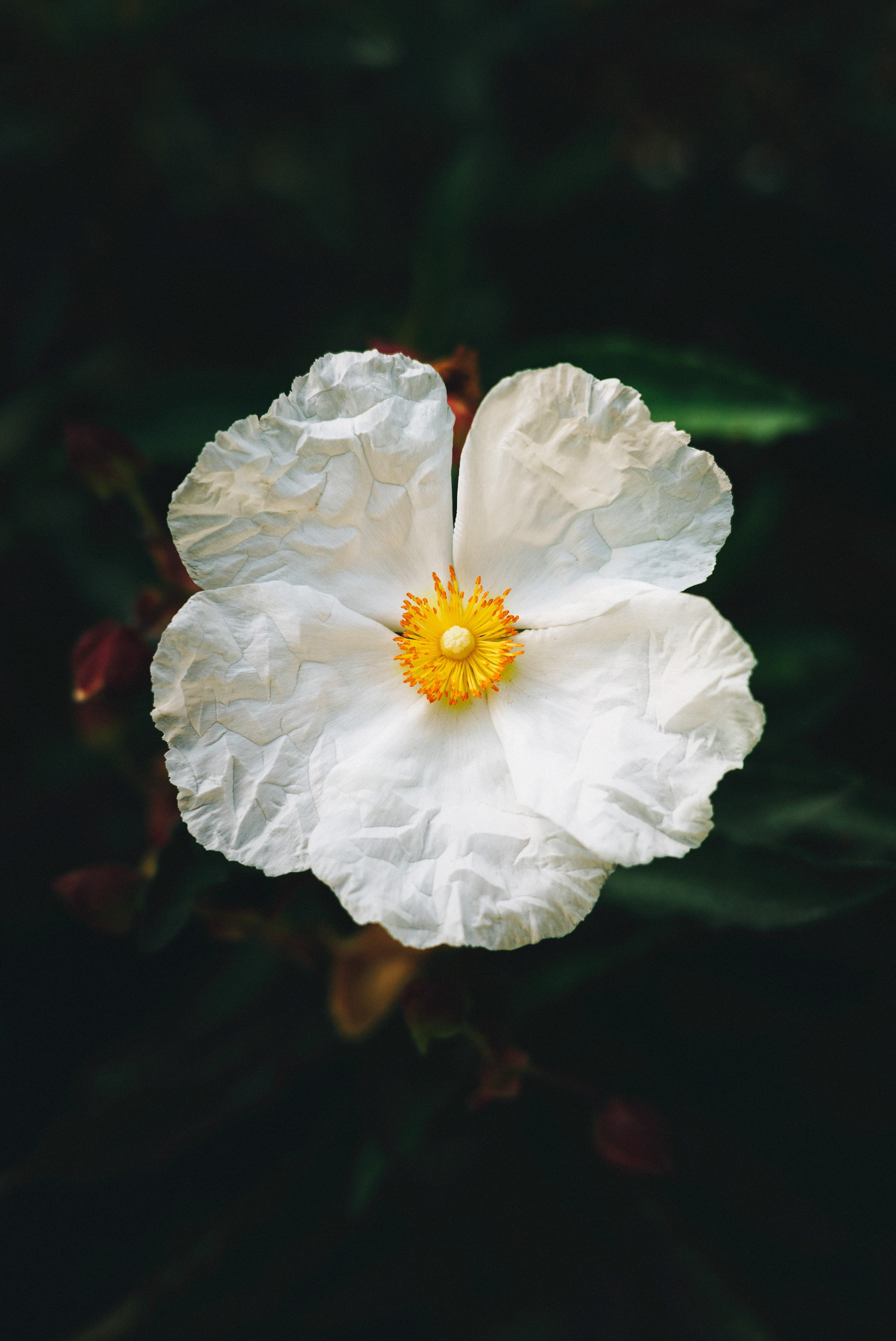 begonia, growth, outdoors, white, petals, nature, fragility, no people, close-up, focus on foreground, petal, flower, day, white color, 4K, inflorescence, Phone HD Wallpaper
