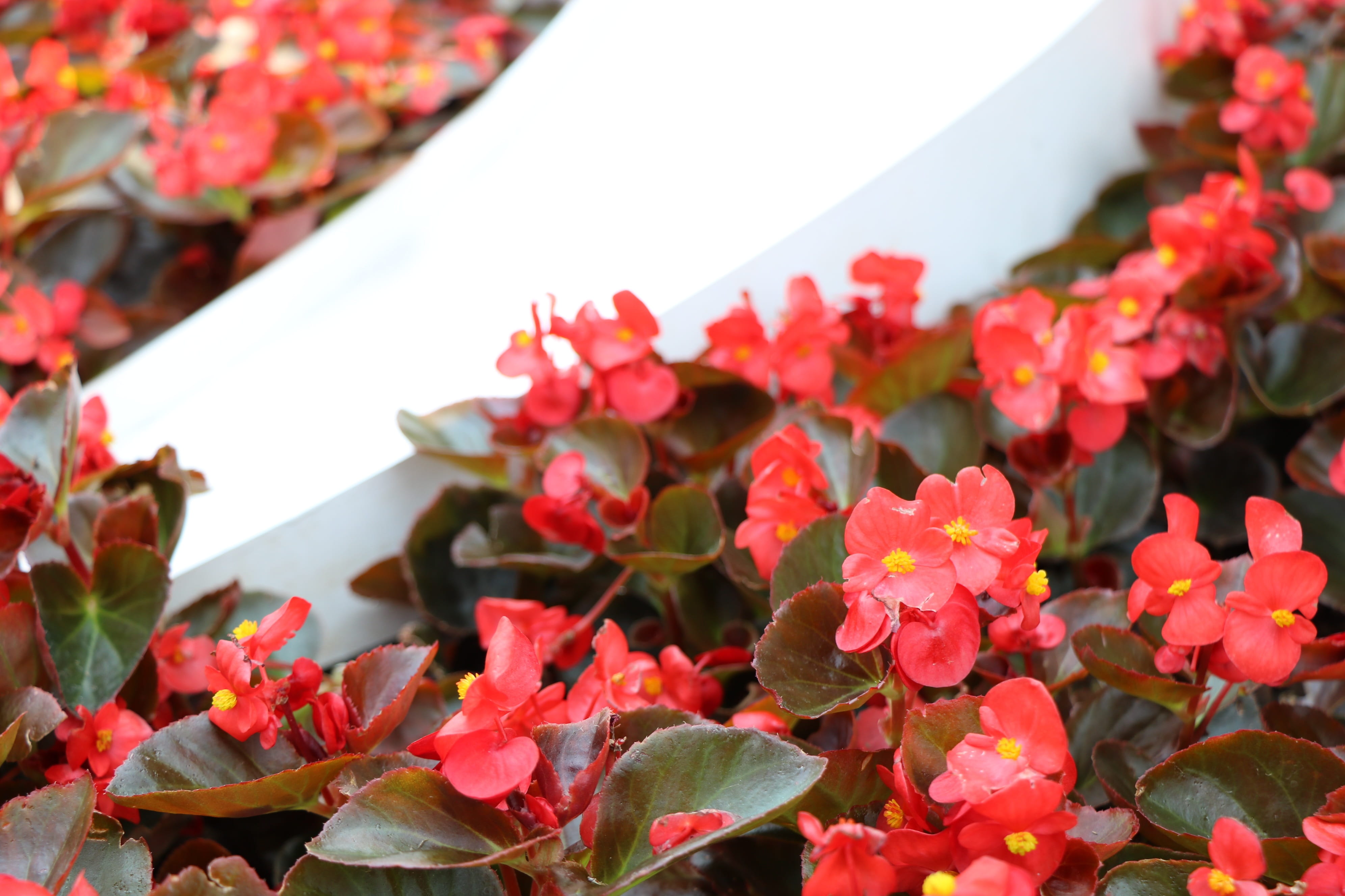 outdoors, inflorescence, begonia, petal, beauty in nature, color, plant part, leaf, houseplant, vulnerability, plant, growth, freshness, flower, day, focus on foreground, HD Wallpaper