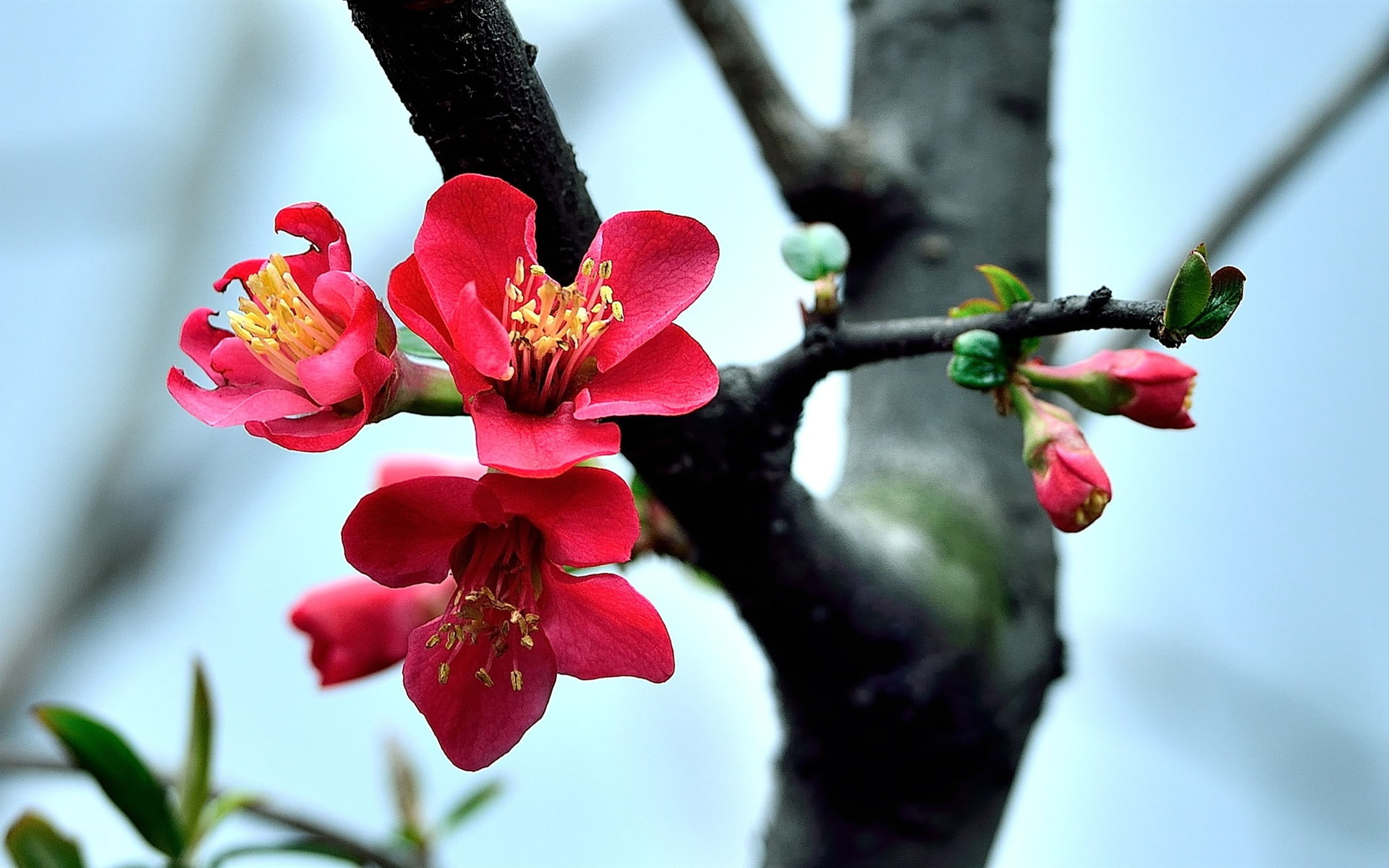 flowering plant, growth, day, 1080P, petal, macro, spring, flower head, flower, inflorescence, bloom, focus on foreground, freshness, pollen, HD Wallpaper