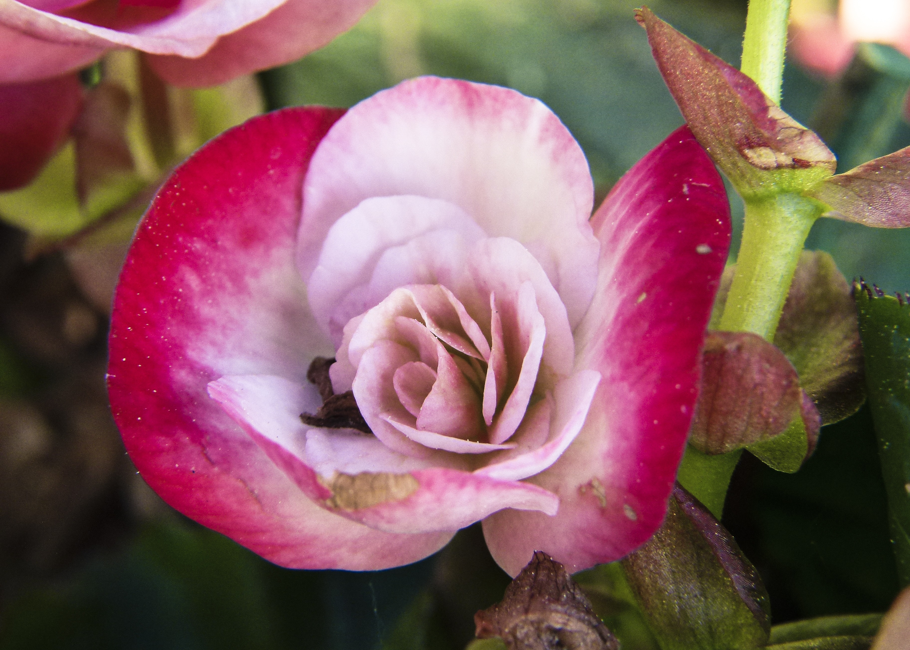 fragility, plant, flower head, fragrant, pink color, blooming, day, summer, insect, begonia, botany, wax like, petal, flower, nature, inflorescence, garden, HD Wallpaper