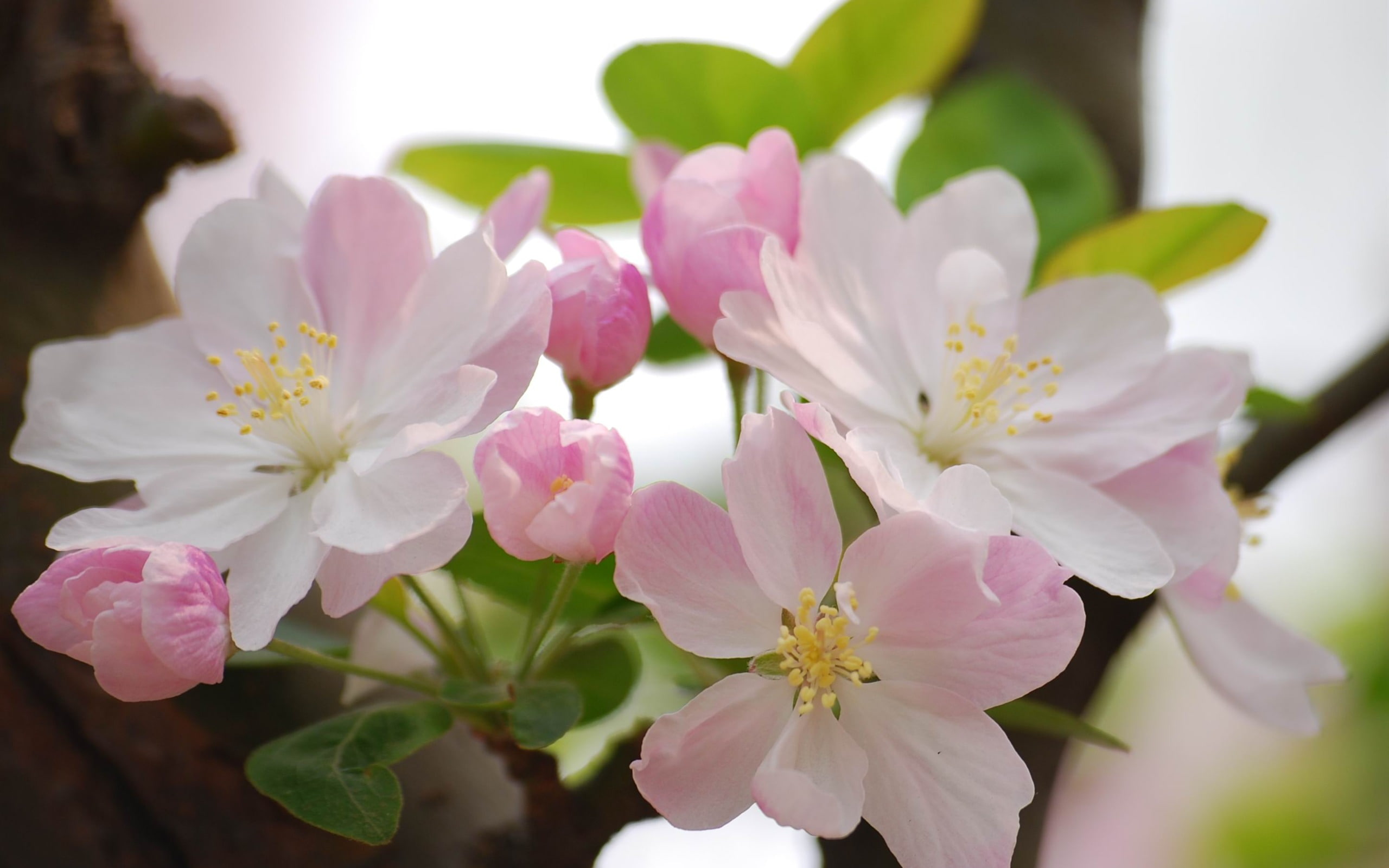 no people, freshness, close-up, flowers, widescreen, pink color, inflorescence, pollen, nature, white, petal, pink, springtime, softness, apple, HD Wallpaper