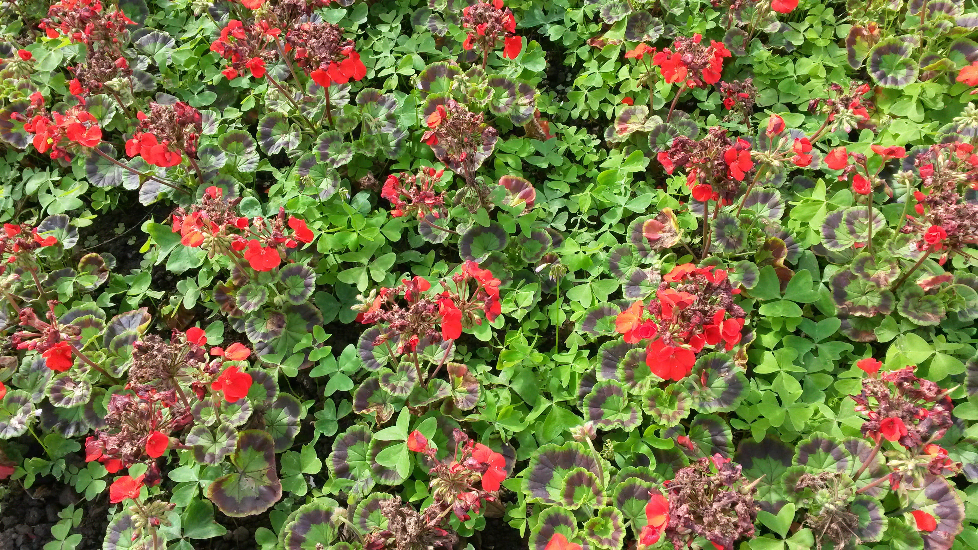 summer, 2K, outdoors, day, field, flower head, growth, freshness, high angle view, fragility, vulnerability, begonias, green color, flowering plant, garden, HD Wallpaper