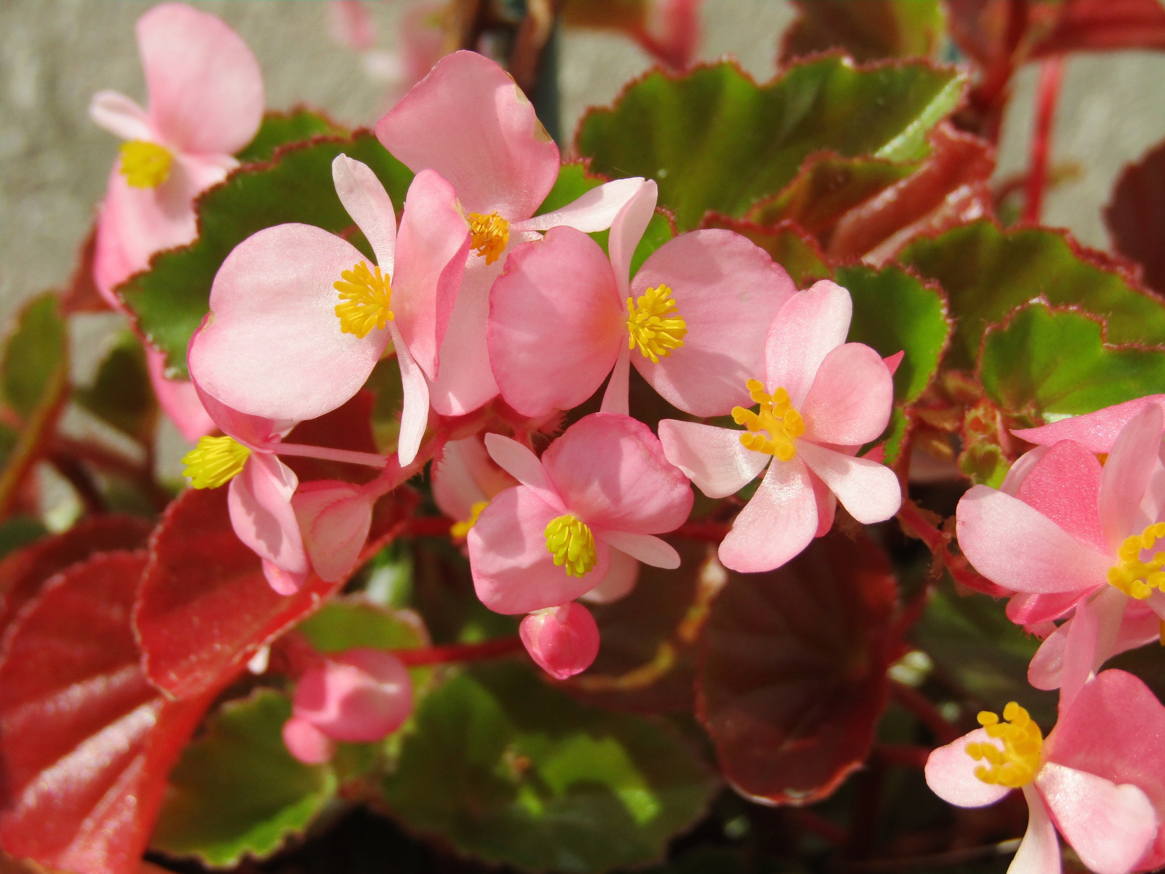 pink, spring, petal, fragility, no people, inflorescence, outdoors, growth, flowering plant, focus on foreground, flower, day, beauty in nature, springtime, HD Wallpaper