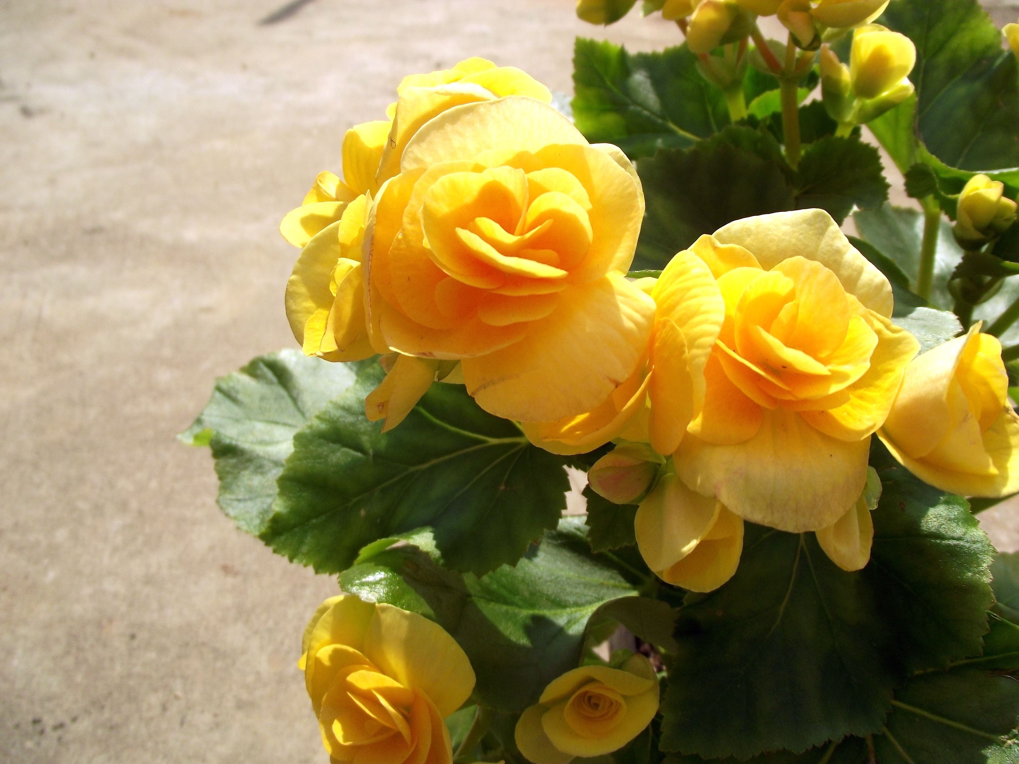 day, yellow flower, yellow, rose - flower, high angle view, focus on foreground, no people, inflorescence, flower head, outdoors, bouquet, flowering plant, HD Wallpaper