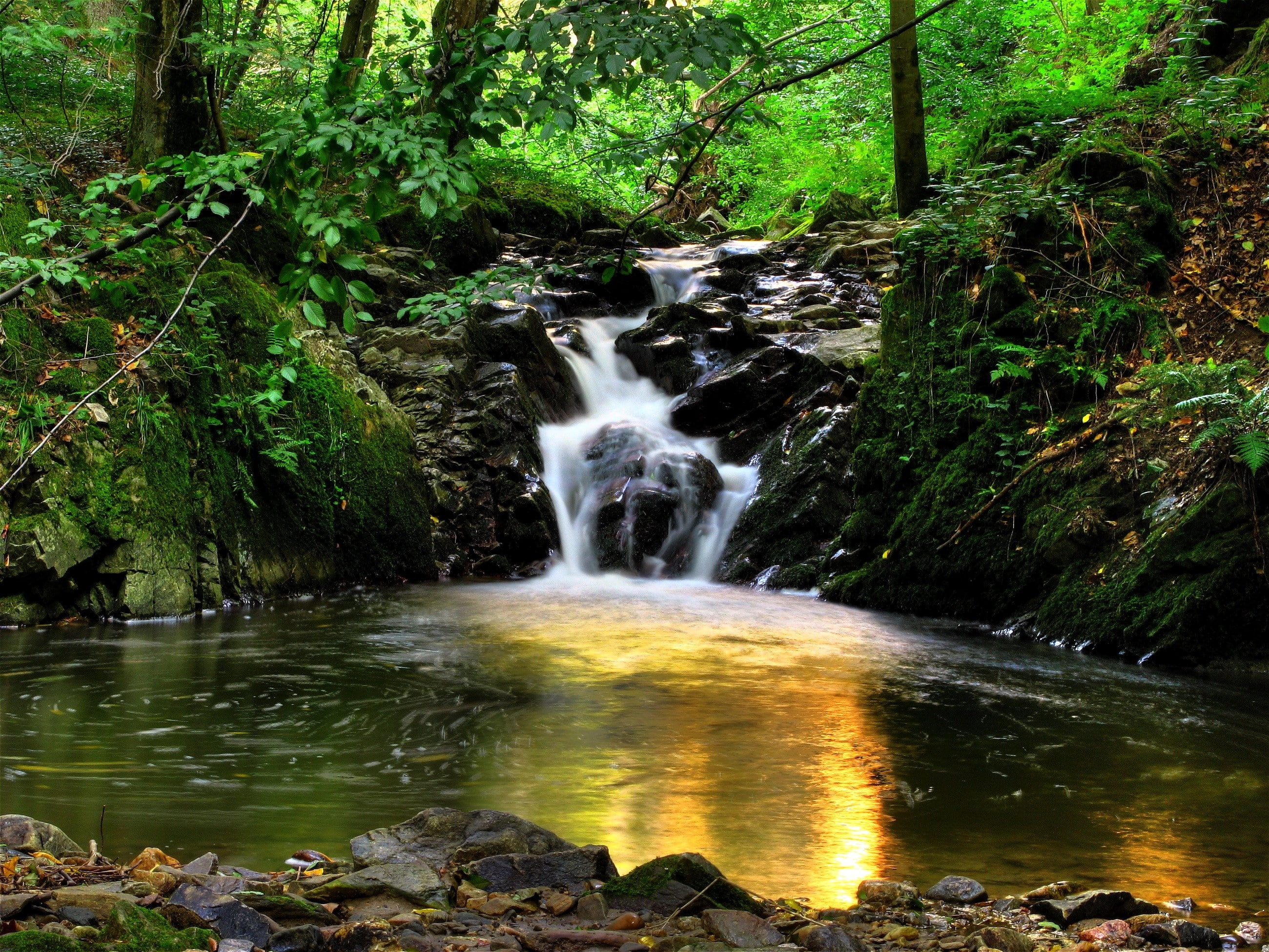 land, Falls, solid, forest, Trees, 2K, tree, day, rock - object, waterfall, blurred motion, Spain, beauty in nature, power in nature, rainforest, scenics - nature, HD Wallpaper