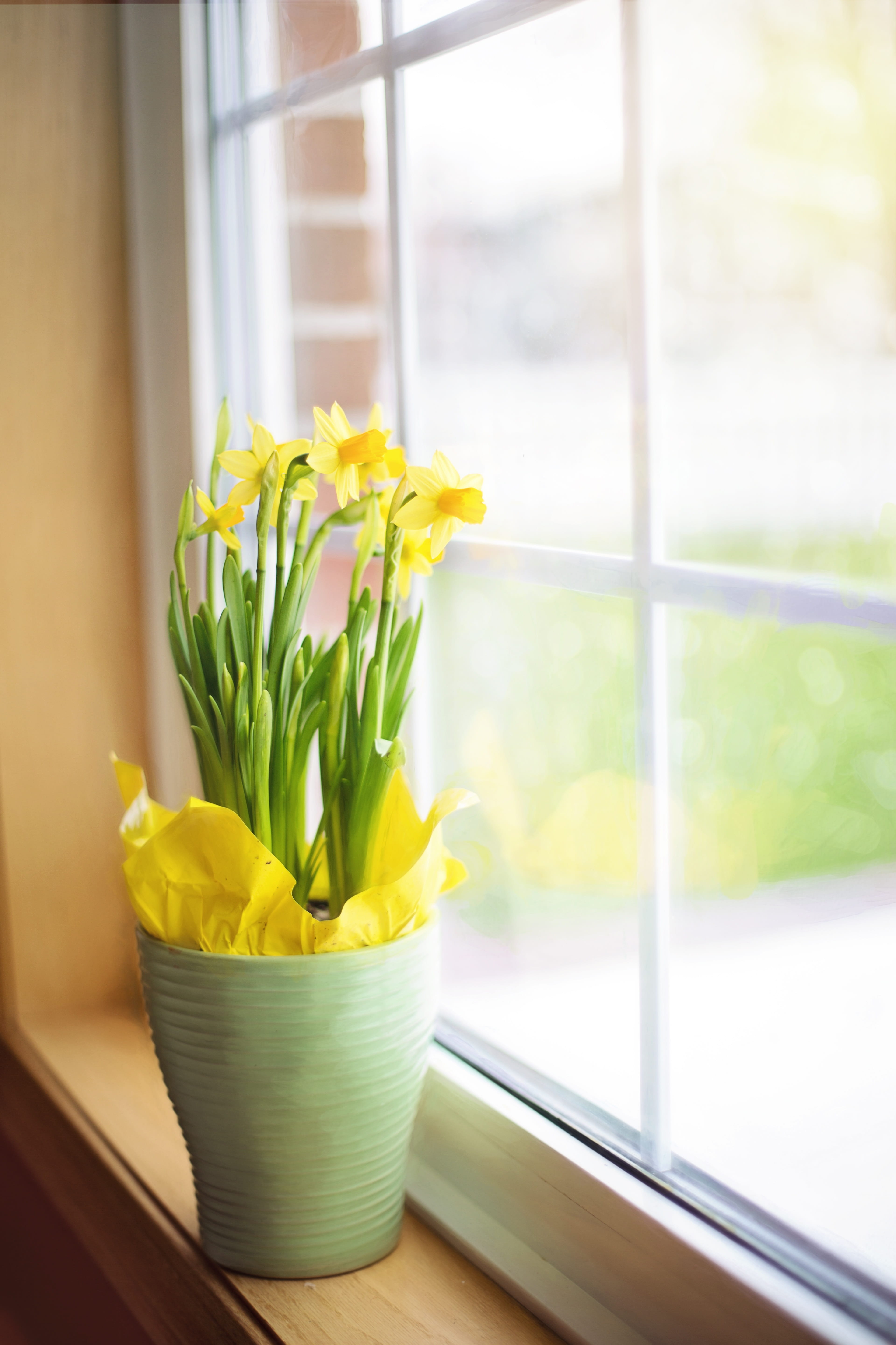 daffodils, close-up, season, flower pot, easter, freshness, vulnerability, window, fragility, clear, vase, flower, panel, flowering plant, 5K, glass - material, Phone HD Wallpaper