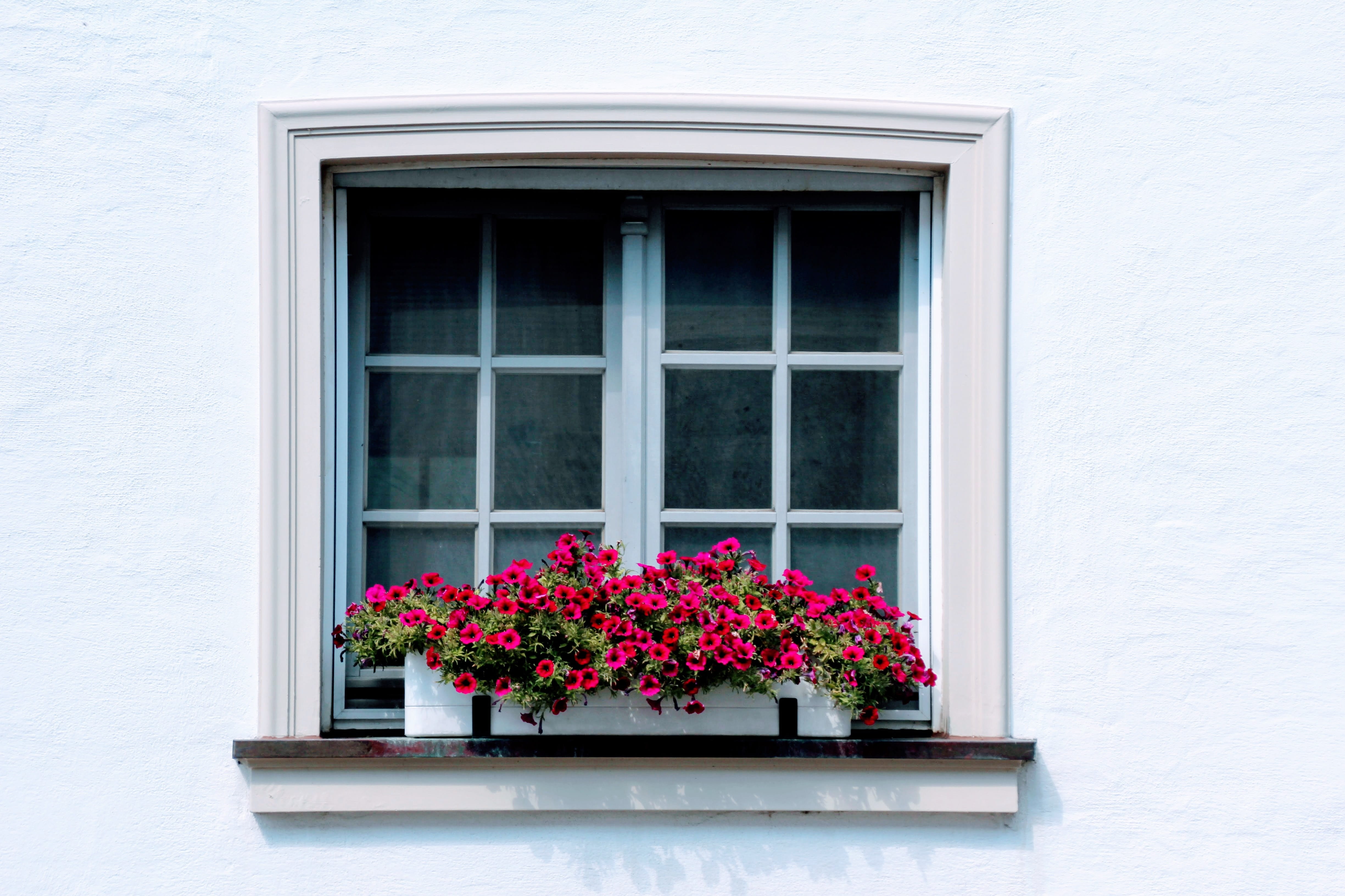 reflection, flower pot, built structure, facade, fragility, pane, growth, architecture, building exterior, red, deco, nature, no people, window frame, shutter, HD Wallpaper
