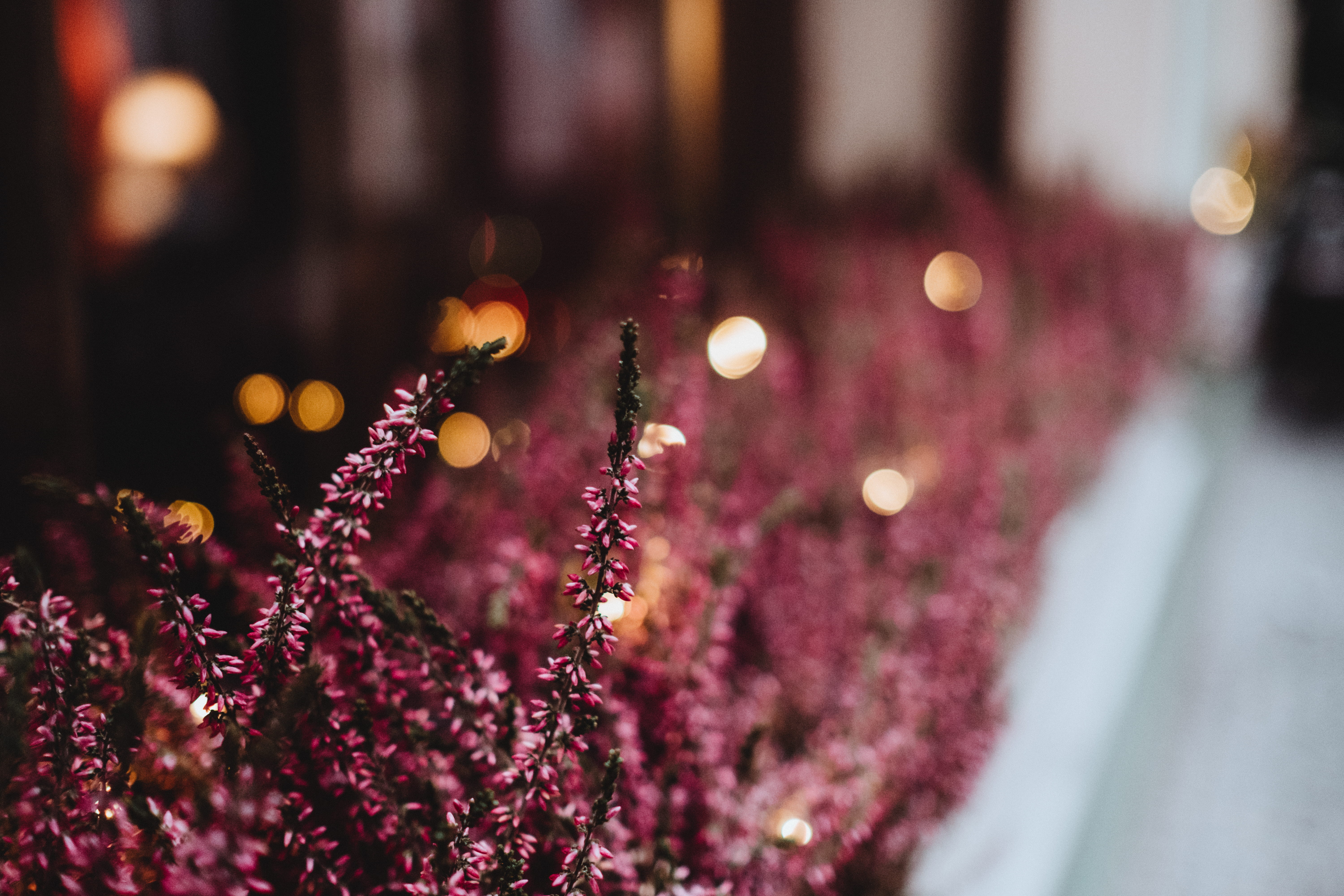 flowering plant, close-up, petaled, window, 5K, flowers, architecture, vibrant, indoor, blossom, photo, illuminated, focus on foreground, warm, defocused, HD Wallpaper