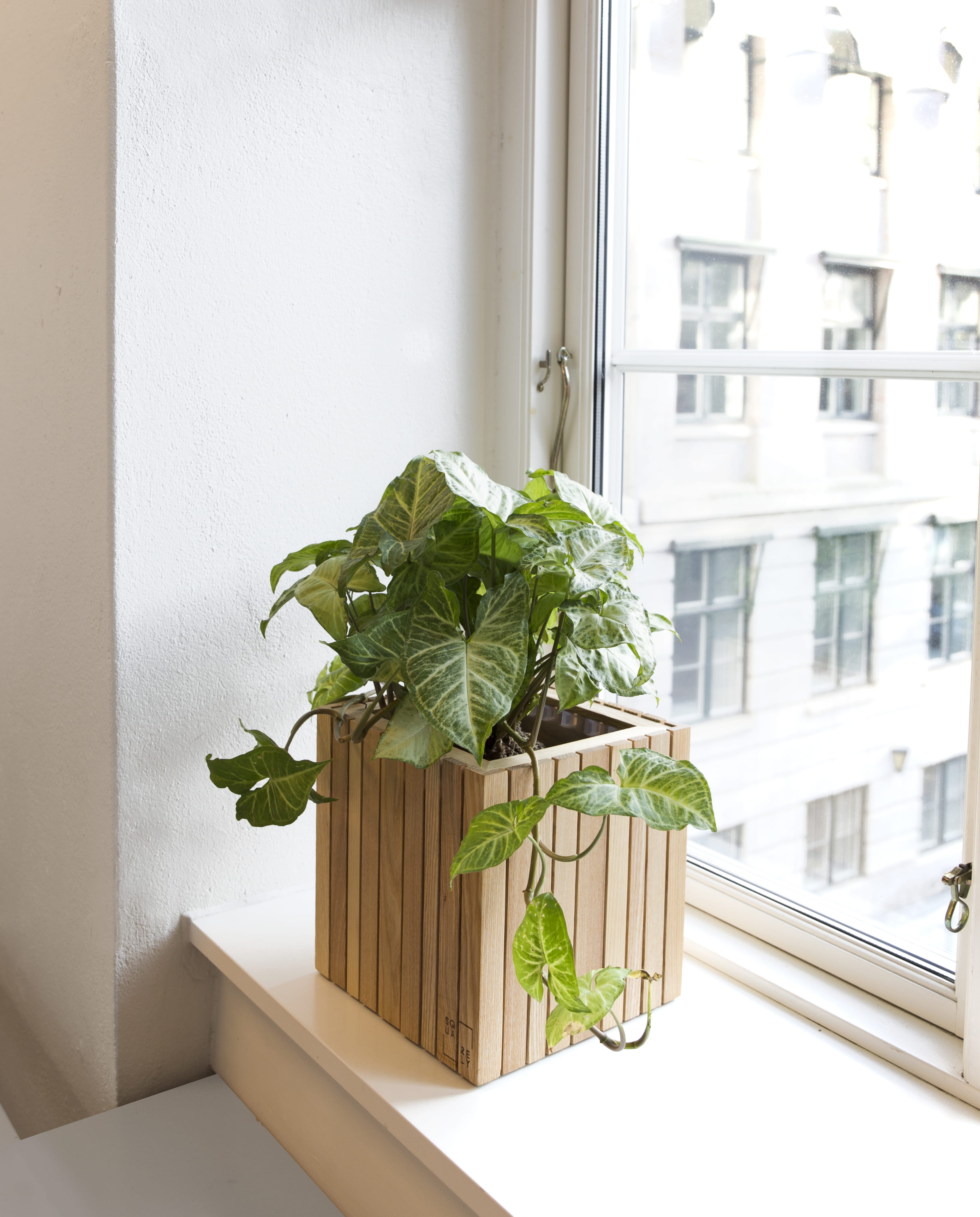 white color, green color, window, glass - material, built structure, day, window sill, plant, architecture, flower pot, freshness, plant part, growth, potted plant, Phone HD Wallpaper