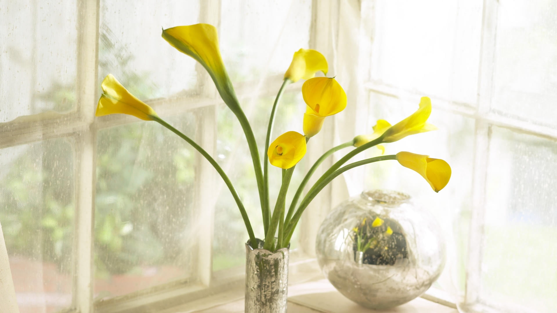 flowers, domestic Room, transparent, green Color, box, vase, decoration, home Interior, 1080P, yellow, close-up, daffodil, flower pot, flowering plant, HD Wallpaper