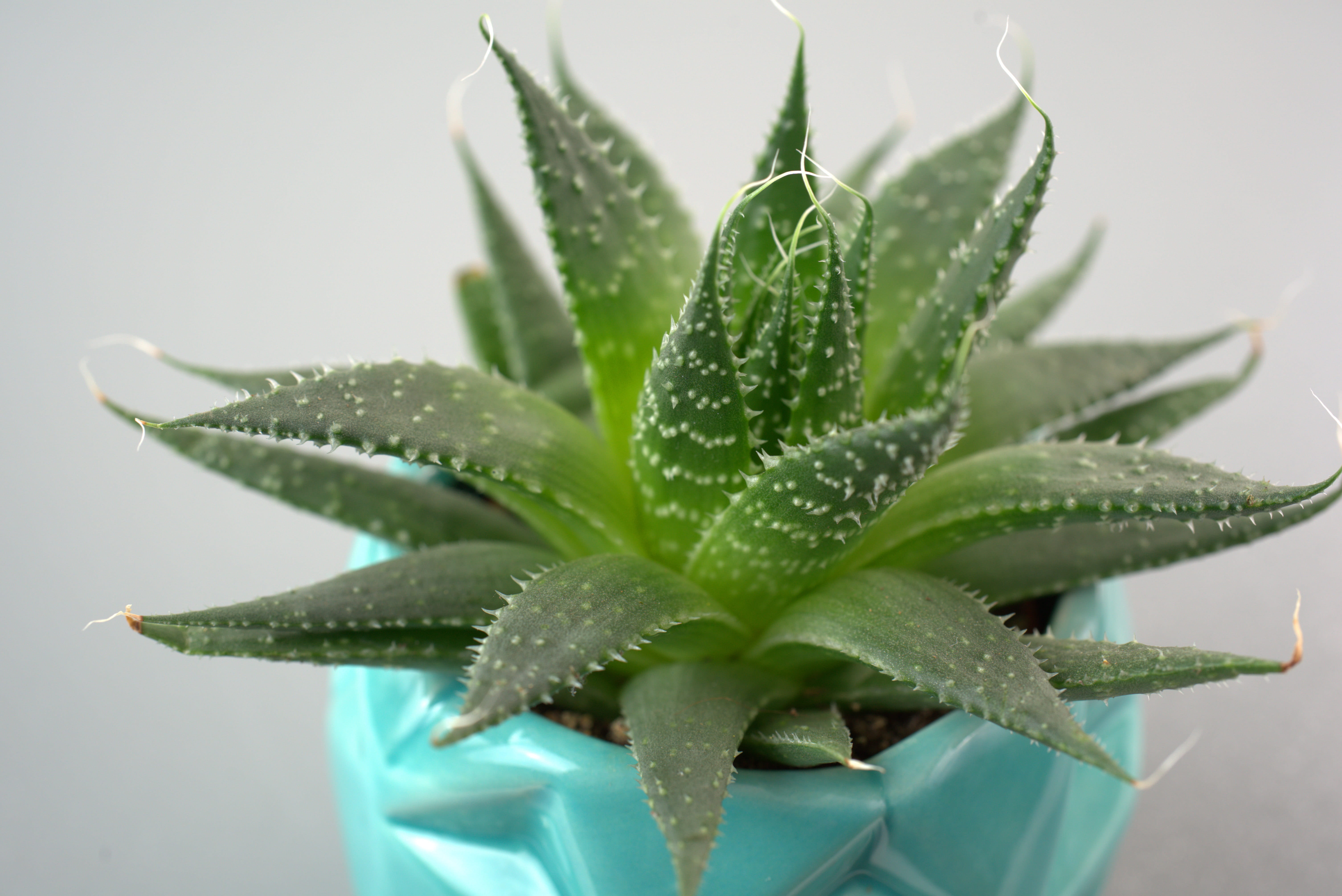 medicine, nature, thorn, potted plant, 5K, aloe, balcony plant, window sill, focus on foreground, close-up, decoration, pot, flower, green color, healthcare and medicine, HD Wallpaper