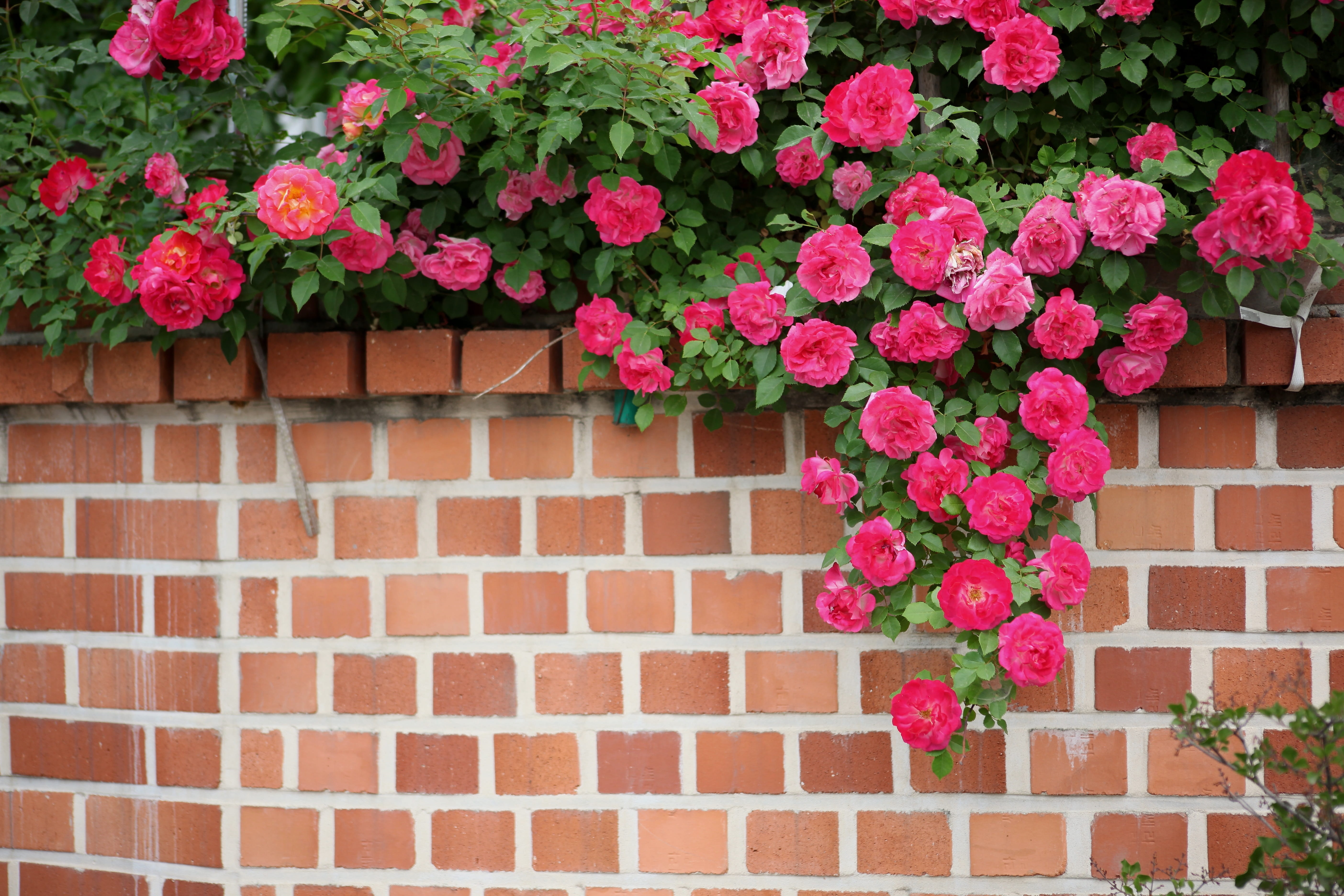 plant, beauty in nature, no people, freshness, flowering plant, plants, outdoors, growth, window box, house, 5K, fragility, flower, brick, wall, vulnerability, HD Wallpaper