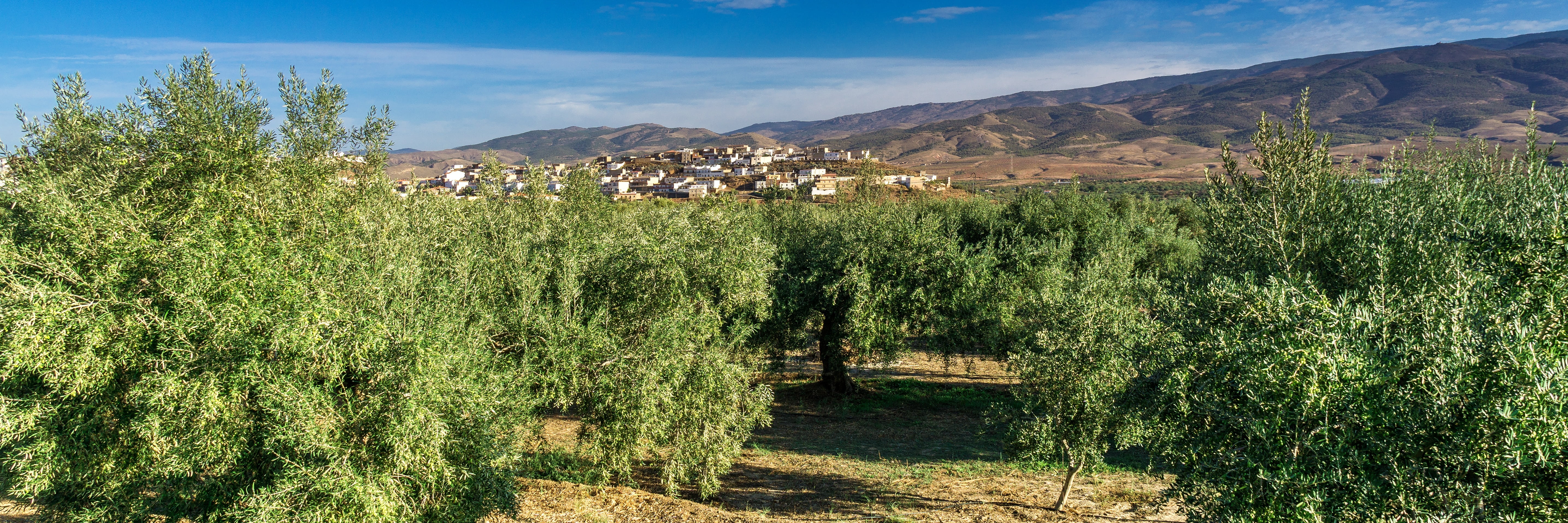 south, beauty in nature, growth, vineyard, fruit, mountain, outlook, grape, mountain range, tranquility, village, spain, nature, europe, aerial, slope, HD Wallpaper