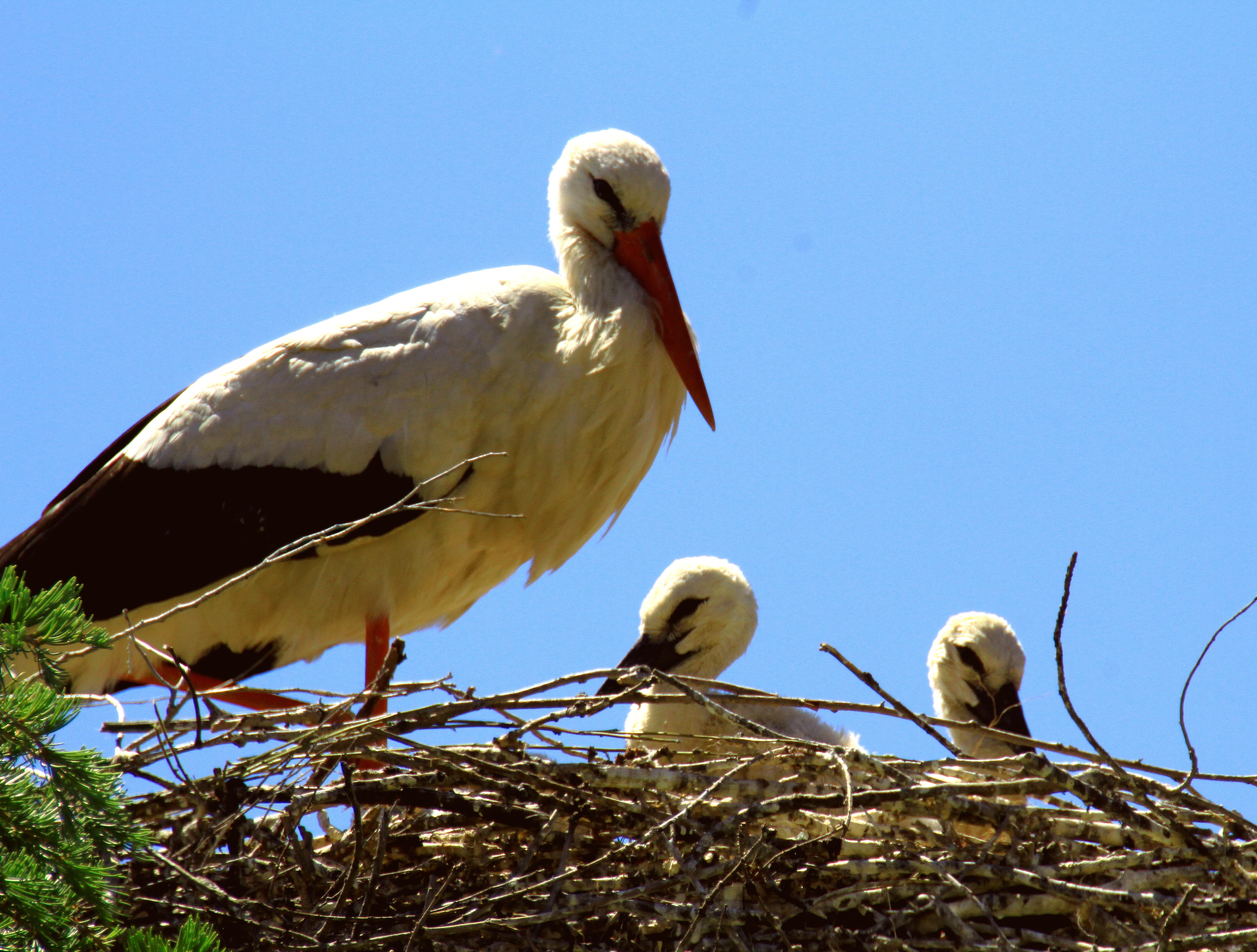 chicks, sky, nestling, beak, clear sky, young, animal themes, rural, vertebrate, plant, nest, animal, baby, outdoors, stork, nature, no people, bird, blue, HD Wallpaper