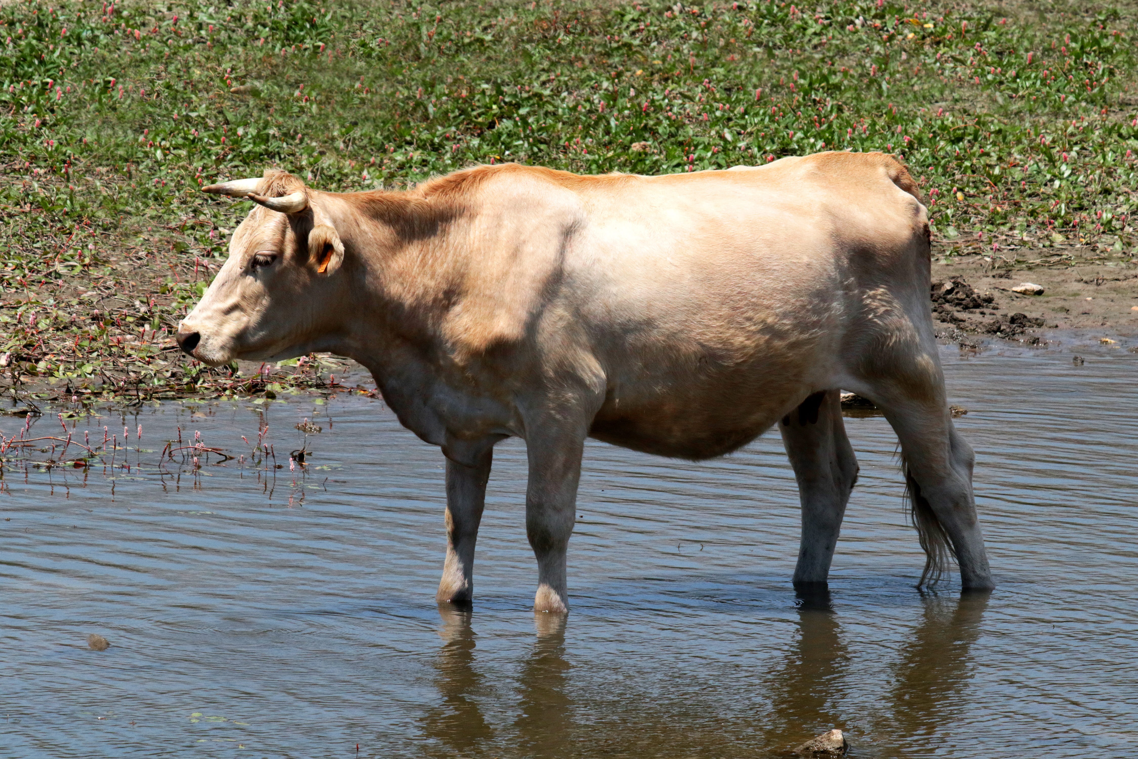 standing, rural, agriculture, madrid, lake, one animal, livestock, vertebrate, animal, 4K, wading, side view, domestic animals, day, domestic, farm, milk, HD Wallpaper