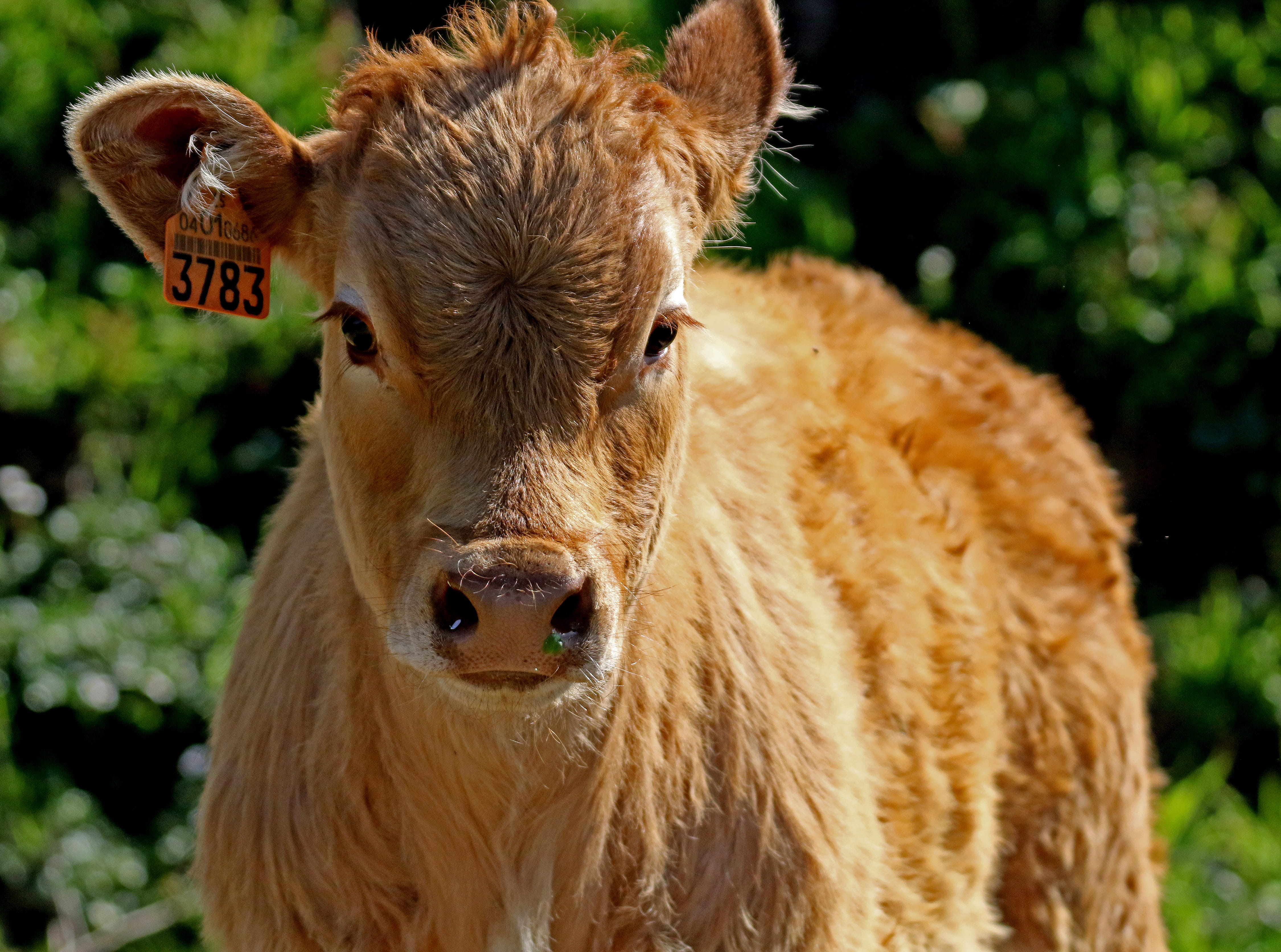 rocio spain, livestock tag, domestic animals, Spain, agricultural, head, ranch, animal head, mammal, Calf, rural, Rocio, Beef, day, herbivorous, cow, country, HD Wallpaper