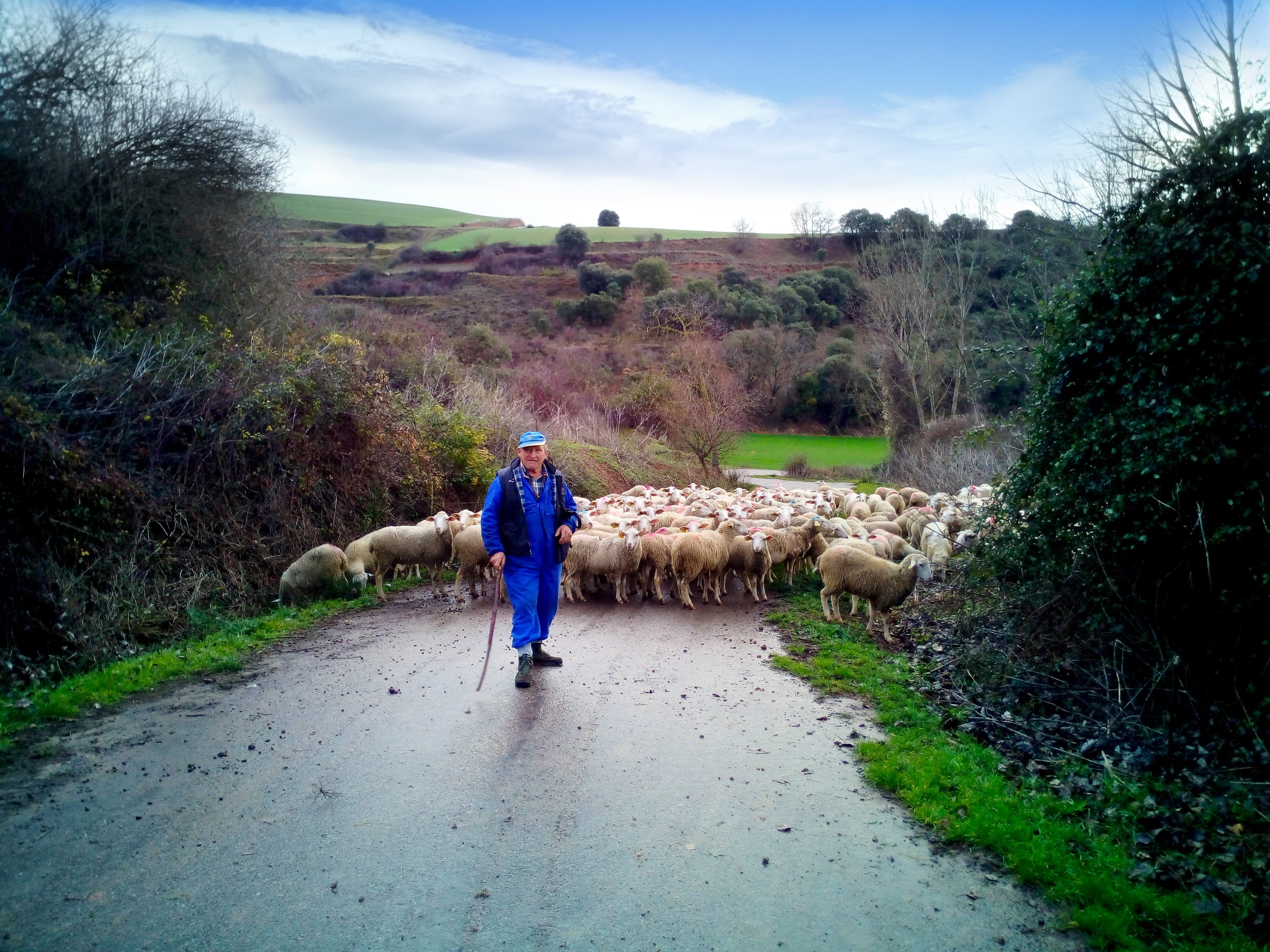 rear view, real people, domestic, leisure activity, men, 4K, outdoors, livestock, road, full length, sky, pets, lifestyles, la rioja, Flock, mammal, vertebrate, HD Wallpaper