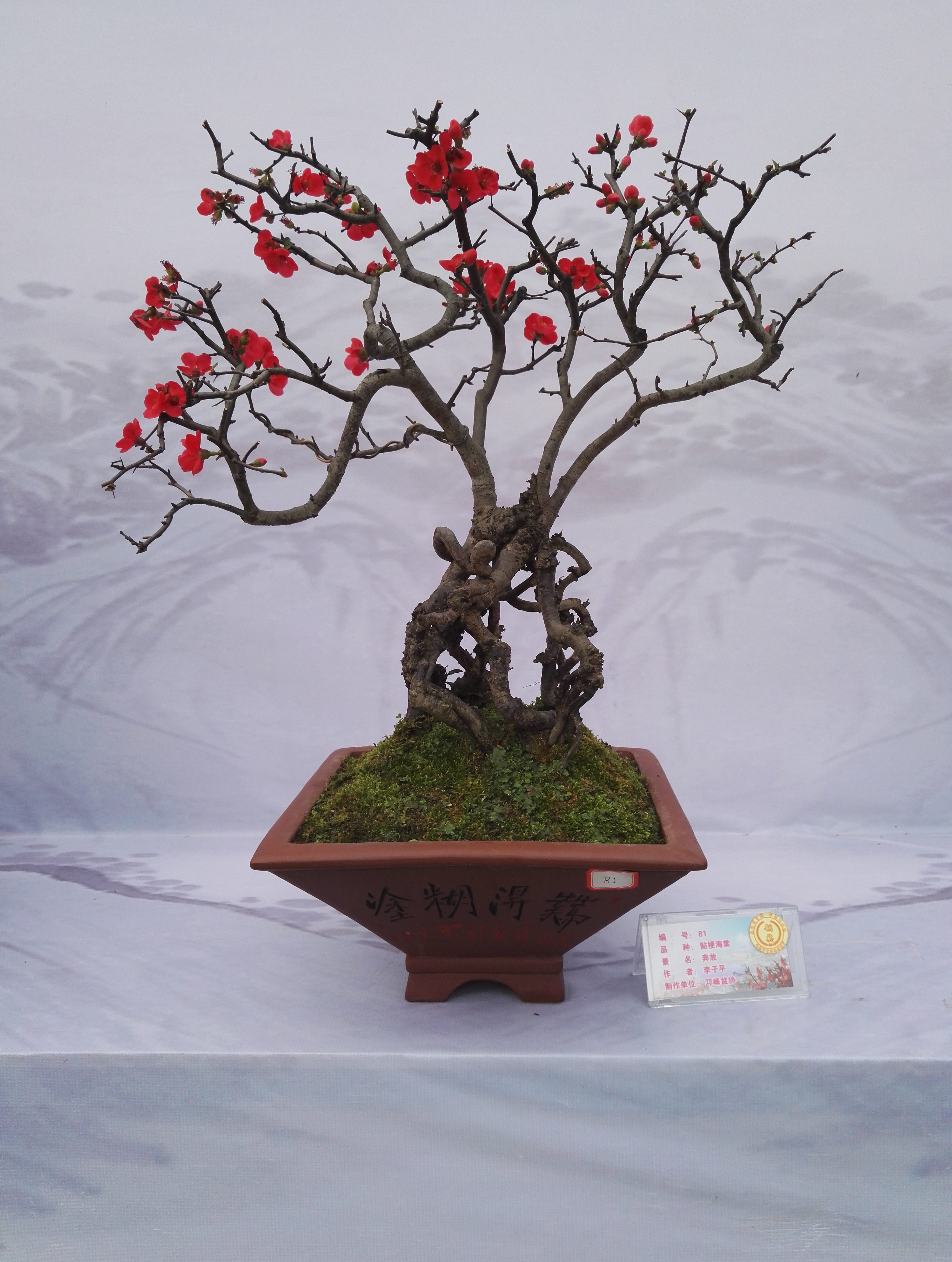 cold temperature, 5K, flowering plant, tree, outdoors, bonsai exhibition, no people, text, day, Flower, close-up, plant, winter, decoration, Kumquat, bonsai tree, Phone HD Wallpaper