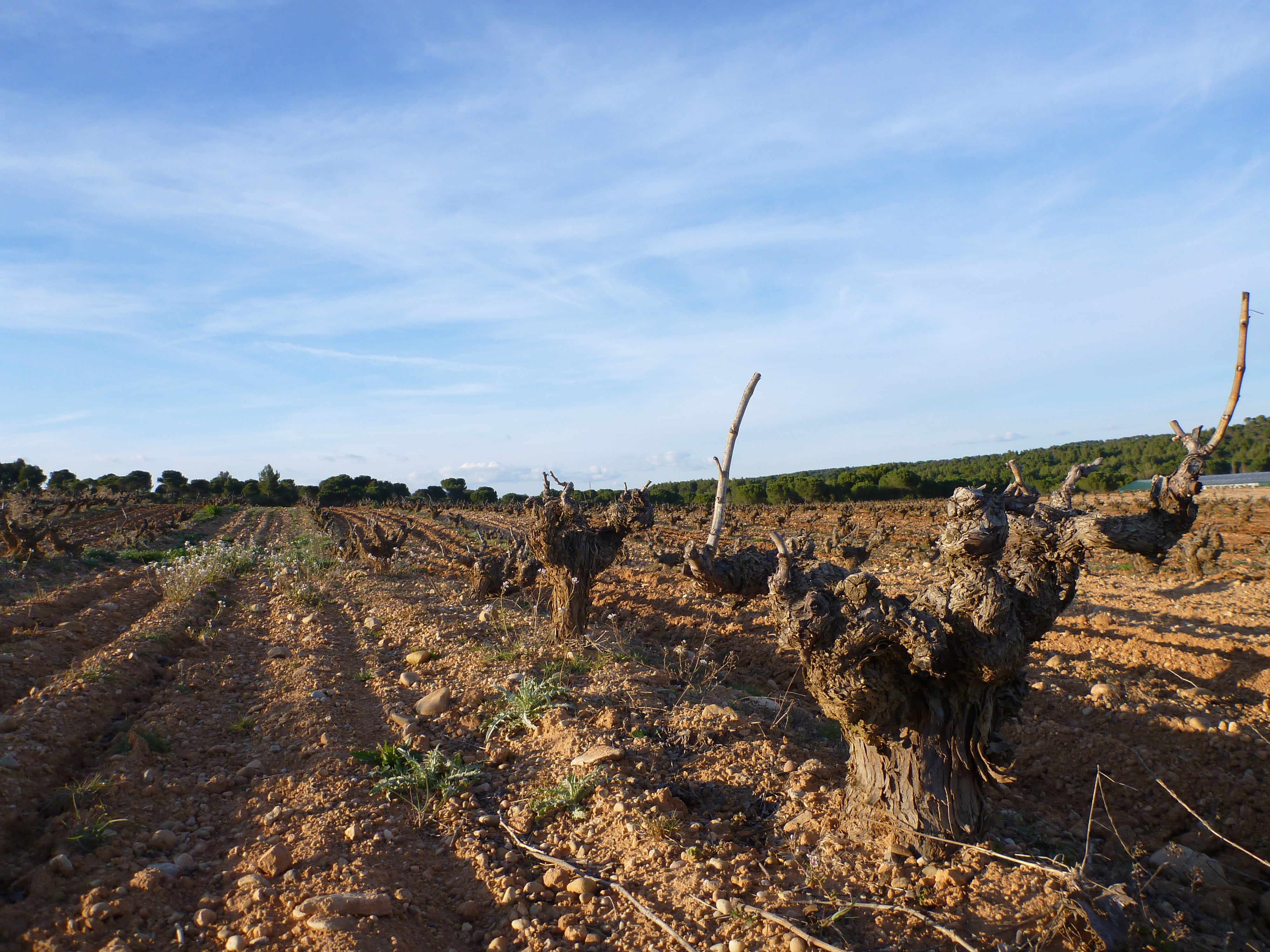 landscape, wine, crop, tree, cloud - sky, nature, no people, growing, agriculture, sky, wine grape, mediterranean, spain, field, scenics - nature, non-urban scene, HD Wallpaper