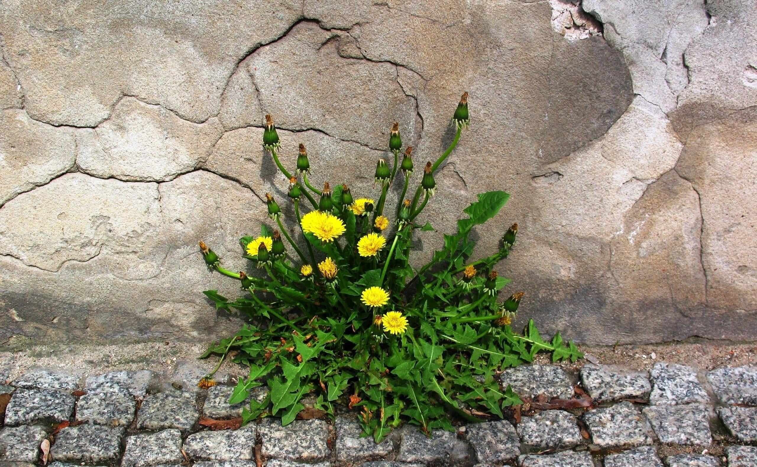 petaled, beauty in nature, wall, nature, flowers, cracked, rough, freshness, dandelions, backgrounds, flower, sidewalk, yellow, concrete, no people, green, HD Wallpaper