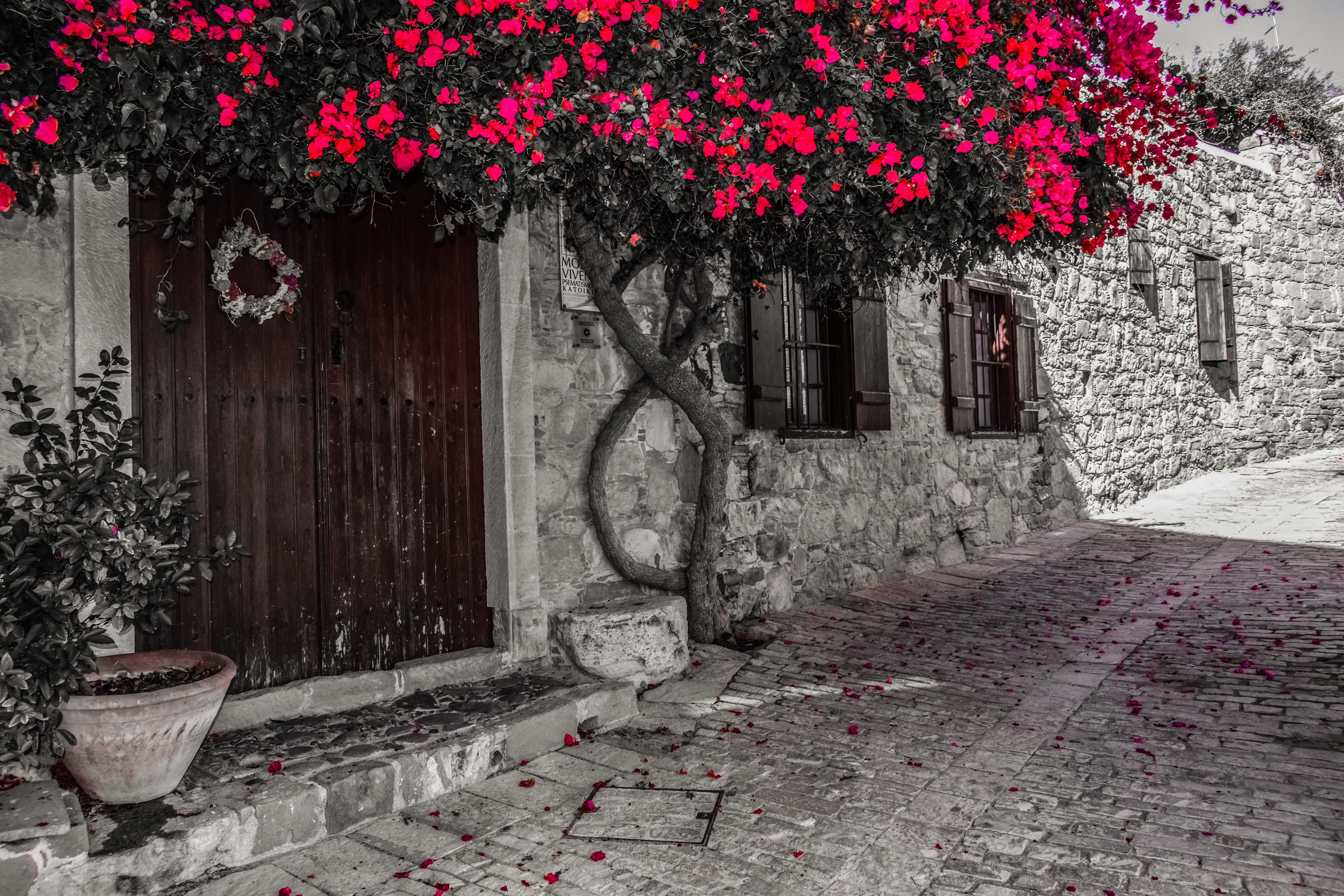 sidewalk, exterior, traditional, growth, wall - building feature, house, door, place, 5K, flowering plant, flower, outdoors, entrance, day, built structure, HD Wallpaper
